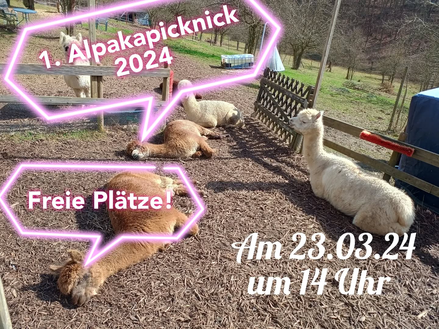 Unser erstes Alpaka-Picknick in 2024 findet am Samstag 23.03. um 14 Uhr statt!
Anmeldung zwingend erforderlich über unsere Website
https://www.obstwiesen-alpakas.de/was-wir-fuer-sie-tun/alpakapicknick/
Wir freuen uns auf euch!
#alpakapicknick #pepperdasobstwiesenalpaka #köln #cologne #bonn #aachen #badmünstereifel #euskirchen #koblenz #ahrtal #koblenz