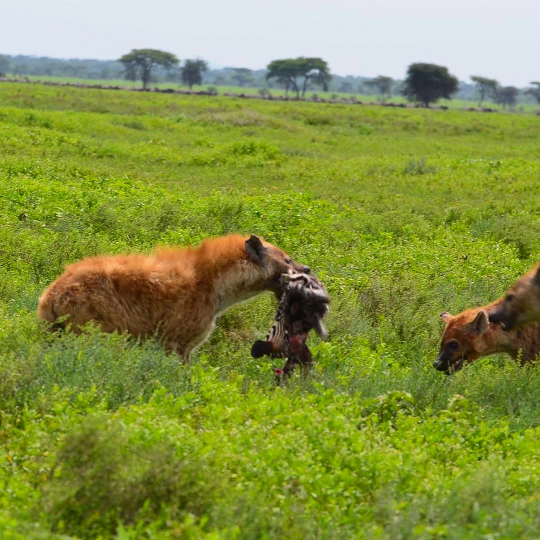 Scavengers at work — a vital role in keeping the ecosystem balanced.
Every moment in the wild has a purpose. 🌍🦴
— Planet Earth Expedition
#planetearthexpedition #circleoflife #wildafrica #natureunfiltered #safarimoments #africanwildlife #intothewild #ɴᴀᴛᴜʀᴇᴘʜᴏᴛᴏɢʀᴀᴘʜʏ #wildlifeexperience #earthinaction #savannalife #predatorsandscavengers #rawnature