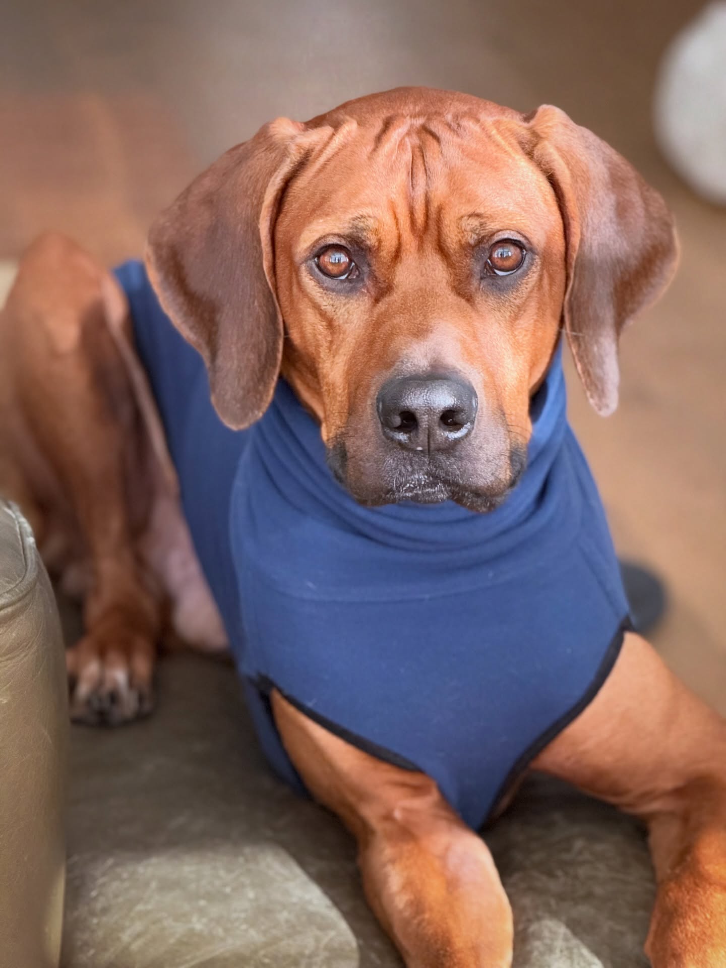 Chance hat die Sonne im Herzen und auf dem Sofa auch 🛋️☀️💕
.
.
#rhodesianridgeback #cutedog #doglove #hundeliebe #hundeaufinstagram
