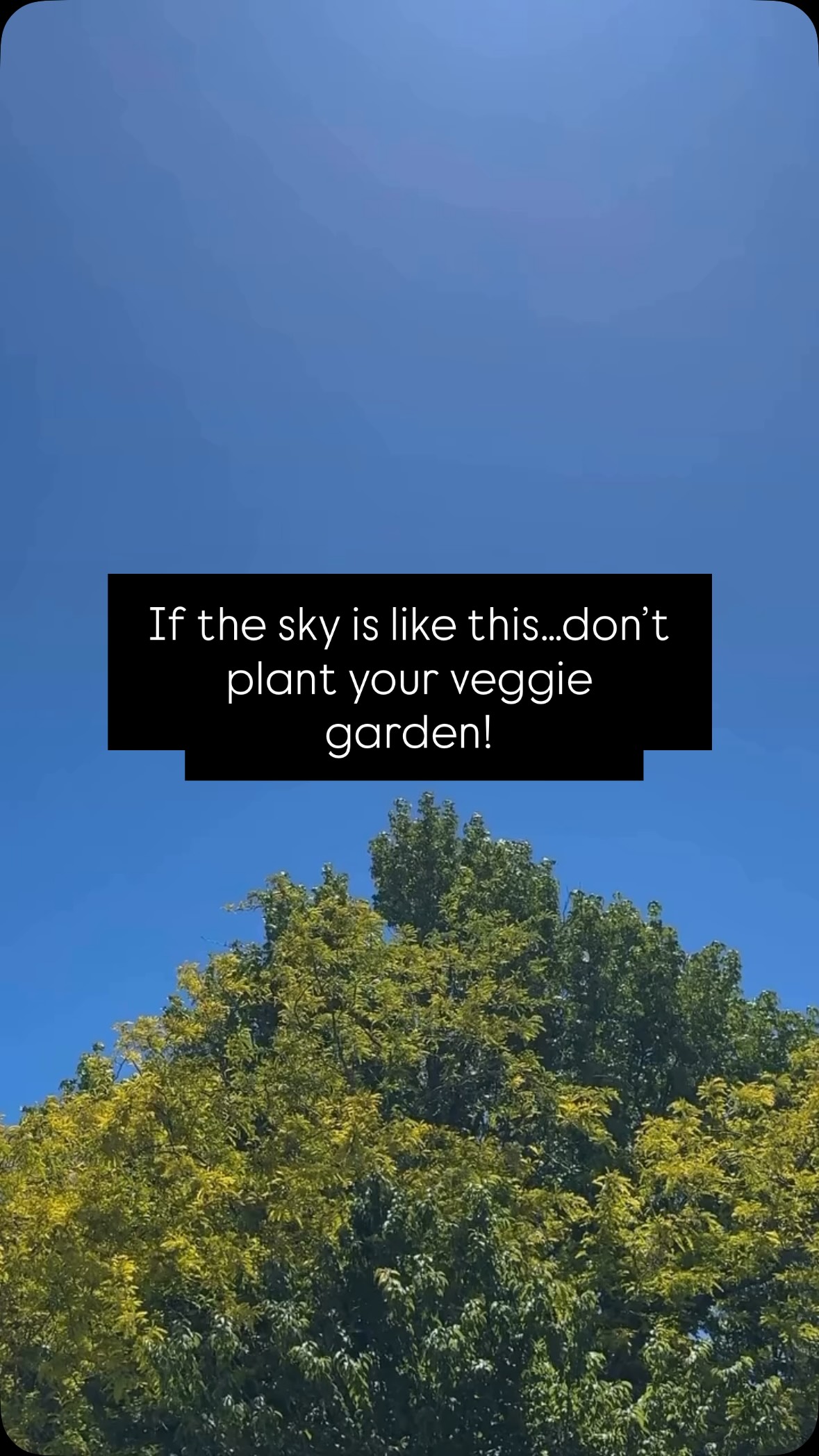 Let’s normalise not planting out our veggie plants in full sun 🌞 They will shi!t their pants, sulk, burn and that’s cash down the drain hole.
