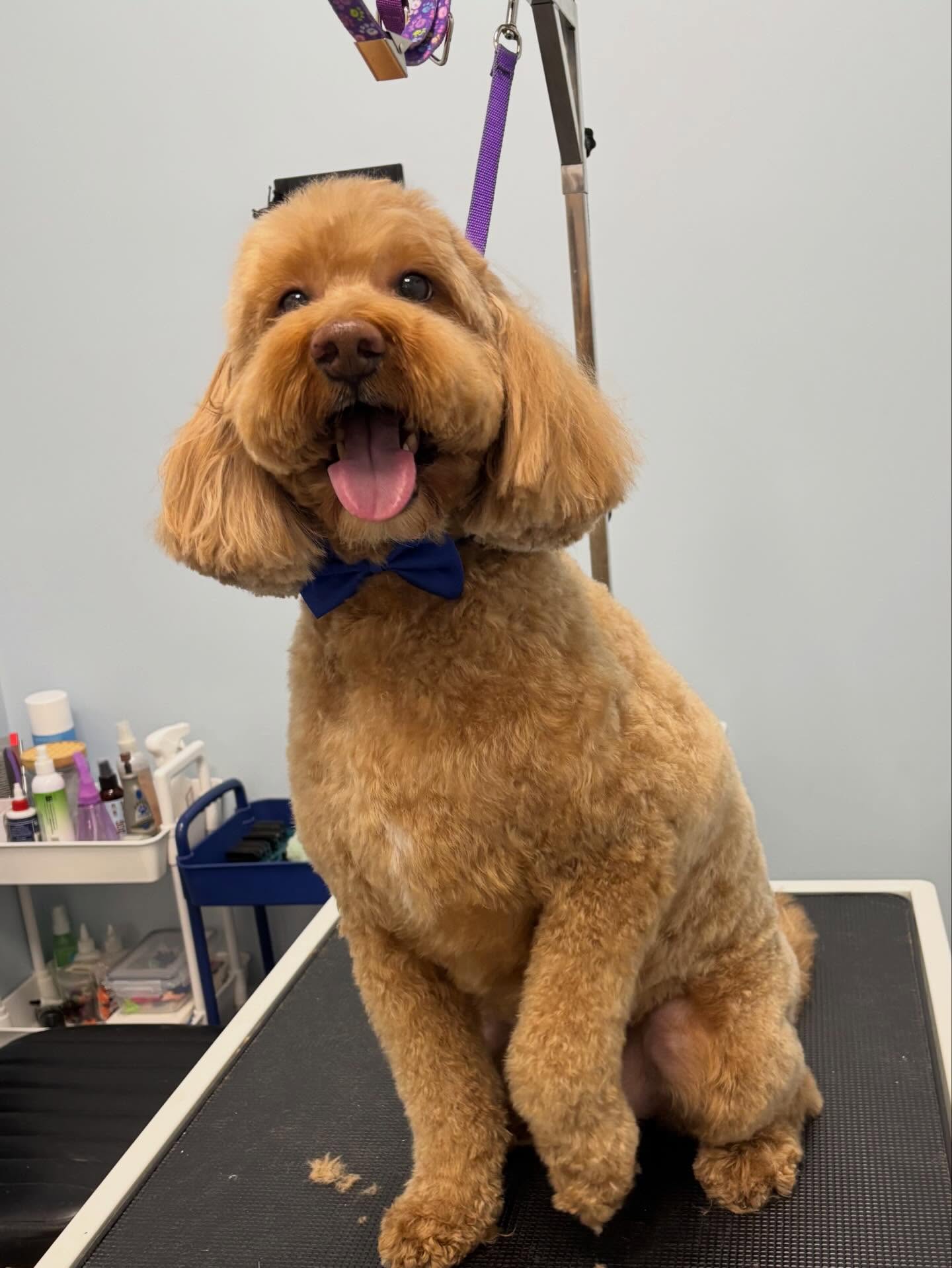 Baxter ❤️
#doggroom #minigoldendoodles #doodle #doglovers #doglife