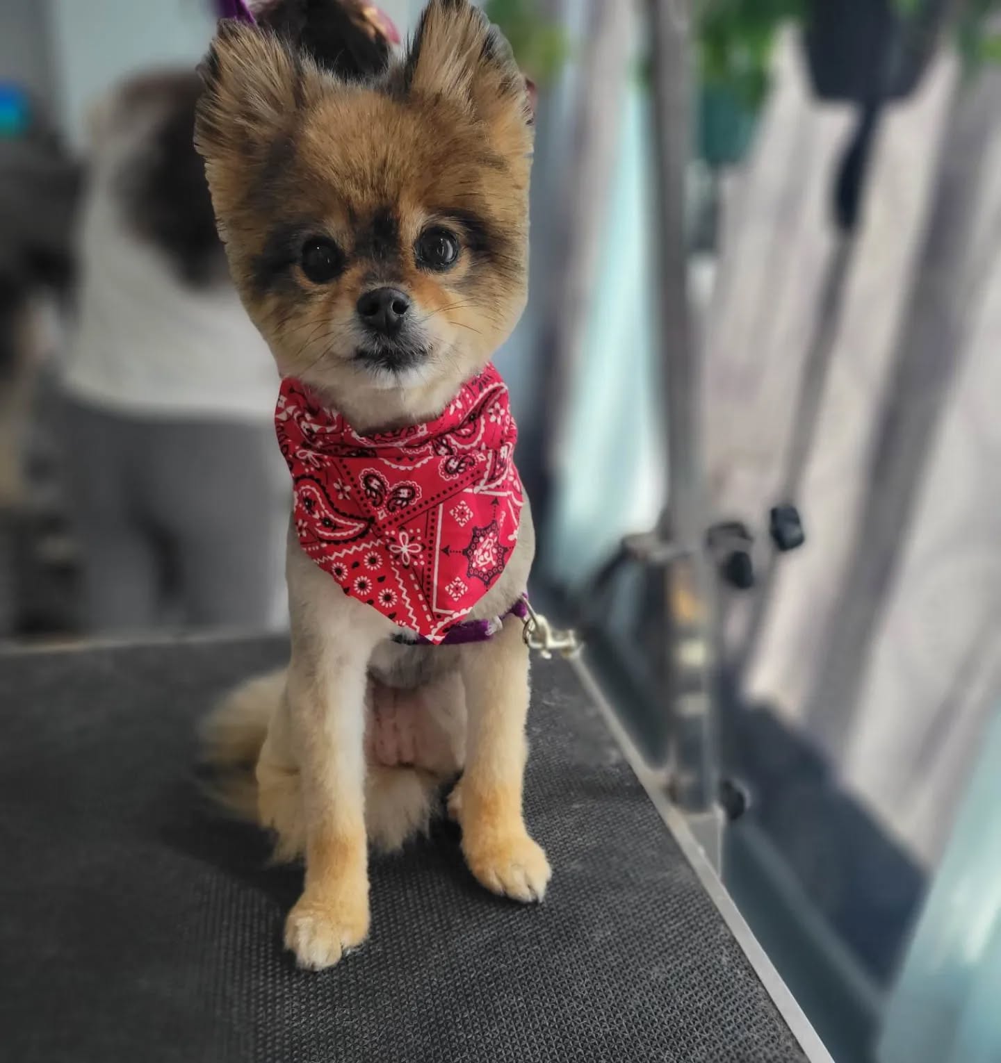 Hi all! I wanted to apologize because our Salty Dog Facebook has been hacked and now I cannot access it ๐ฅบ So as of right now we will only be able to take messages and upload pictures via ig and by phone number! Sorry for any inconvenience that this may cause, we're working to get it resolved! But hey, happy Monday ๐คช
Ft. Matilda ๐ถ
#saltydogpetspa #groomingbykrysta #groomingbylexi #saltydogs #menomoneefallsgrooming #downtownmenomoneefalls #menomoneefallssmallbusiness #menomoneefallsdowntown