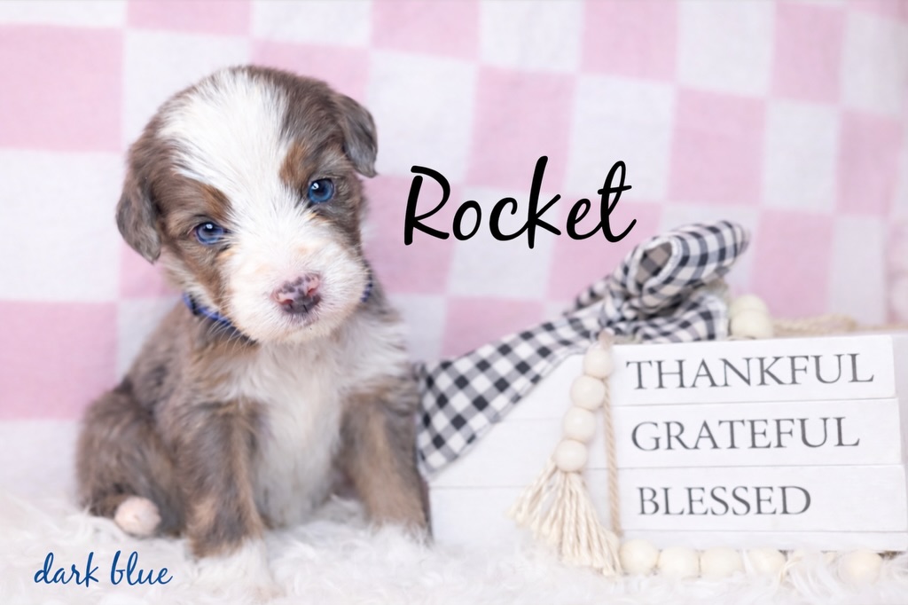 🐶✨ F1 Mini Bernedoodle Puppies Available ✨🐶
Meet our adorable F1 Mini Bernedoodle puppies—each one unique, sweet, and raised with love in our home 💕
💗 Available Puppies:
Rancor • Bucky • Groot • Storm • Gamora • Wanda • Rocket • Natasha • Shuri
🎨 Beautiful colors & markings
👀 BLUE EYES
🧸 Soft, fluffy coats
🐾 Sweet, cuddly temperaments
✨ These F1 Mini Bernedoodles are being raised with early socialization, hands-on care, and lots of love to ensure confident, family-ready companions.
📍 Expected adult size: 25-45 lbs
🩺 Health checked & up-to-date
🏡 Great for families, companions, or emotional support
📩 Message us to learn more, reserve your puppy, or schedule a visit.
Deposits now being accepted — these pups will go quickly!
#merlebernedoodle #bernedoodlesofig #blueeyedmerle #utahbreeder #blueeyedbernedoodle blueeyes