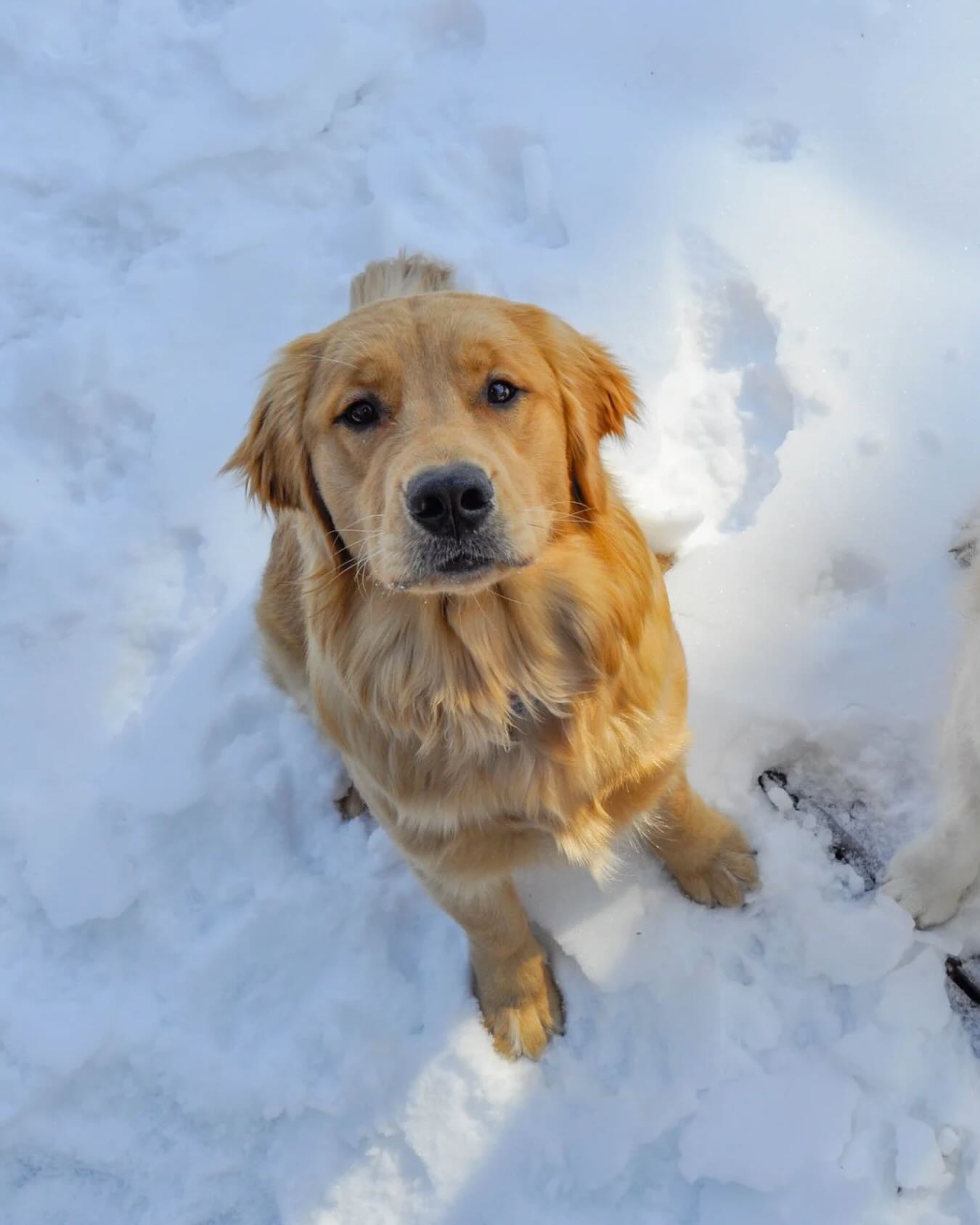 Walks turn real life into learning. ๐พ๐ซ #WagWithWilliam #PositiveReinforcement #FearFreeTraining