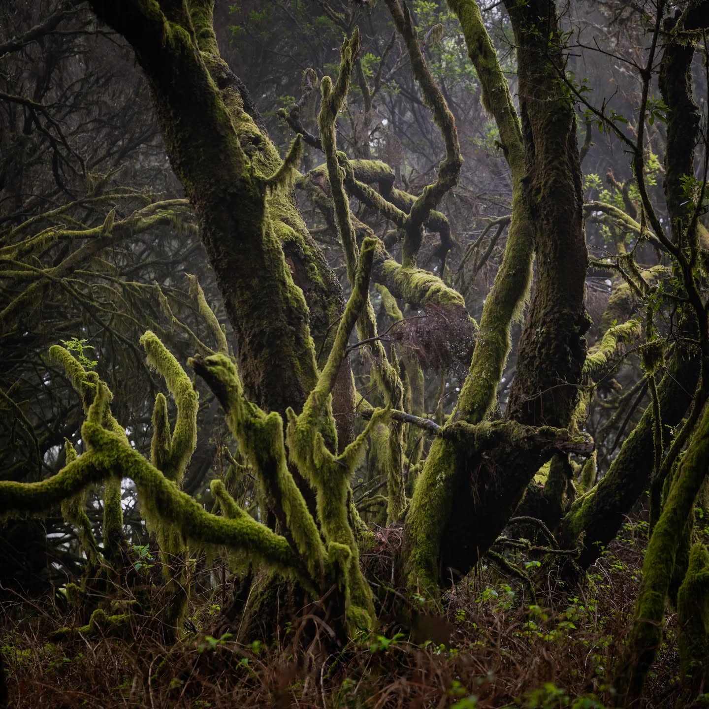 Spooky
.
.
.
.
#elhierro #kanaren #insel #kanarischeinsel #baum #tree #loorbeer #windescaper #meer #altlanticocean #atlantik #leica #leicacamera #leicam #leicasl2s #leicaphoto #leicaphotography #leicaimages #leica_camera #regenwald #leica_world #sigma #sigma2470art #gespensterwald #herbst #picoftheday #bestpicoftheday #picofthedays #thepicoftheday #bhop_photography