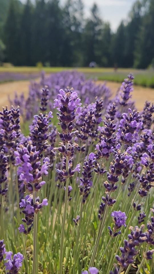 The best part of getting older?
You stop trying to look cool and just start trying to make yourself giggle. 🐝
Found this in my camera roll when dreaming of summer days. I was genuinely surprised by the audio. My dad jokes know no bounds. 🫣
Even if my brother refused to grant me a courtesy laugh.
Love us some bee-roll 🤓