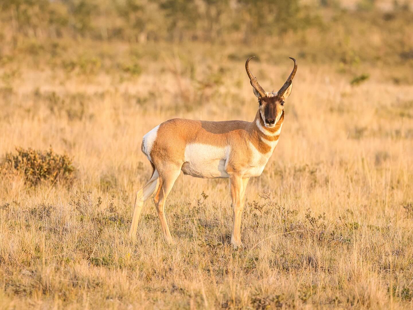 Standing where the west never left.
Canon R5 & canon RF 100-500mm f4.5-7.1L IS USM
#pronghorn #wildlifephotography #wildlife #pronghorns #montana #photographer #canon #canon_photos #canonphotos #photo