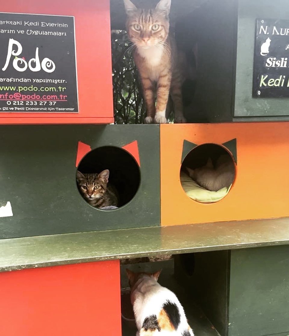 Kedi Evleri Hikayemiz dünya basınında ♥️
Defne Sarıöz’ün kaleminden…
https://tol.org/client/article/shelter-from-the-storm.html