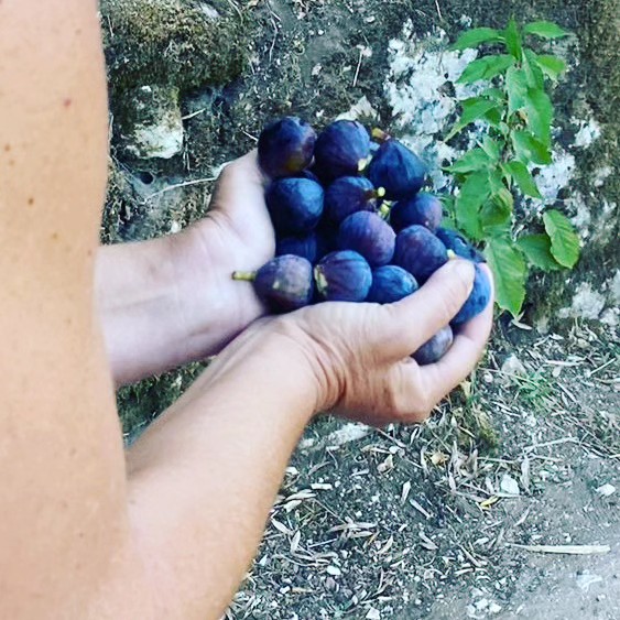 A primeira colheita de figos. Apanhadas no rio!