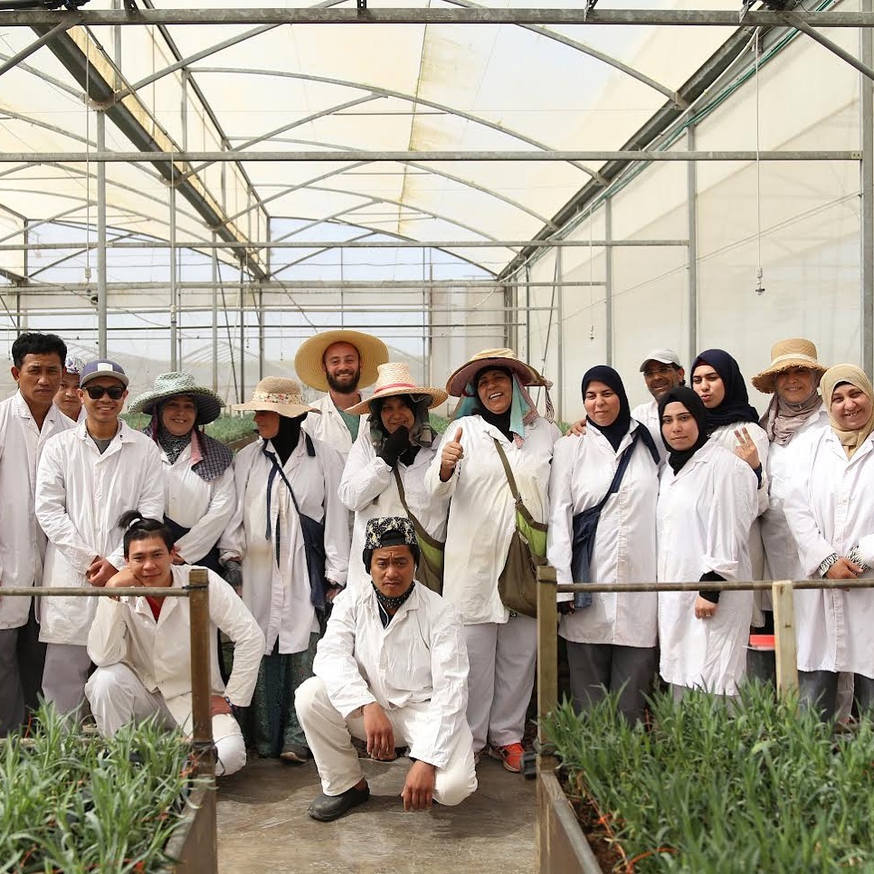 Our team of greenhouse workers