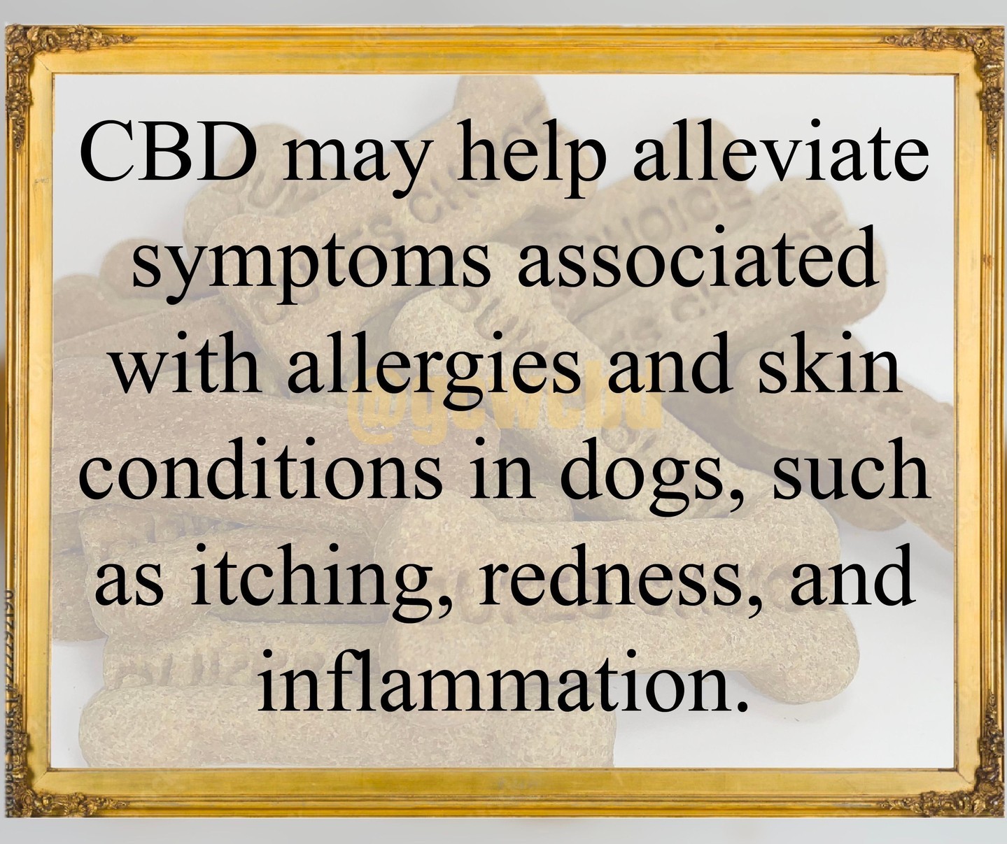 Have you tried CBD treats for your dog? Do you know how it works? Check out this fact!
#cbd #cbdfacts #dog #dogtreats #treats #cbdtreats