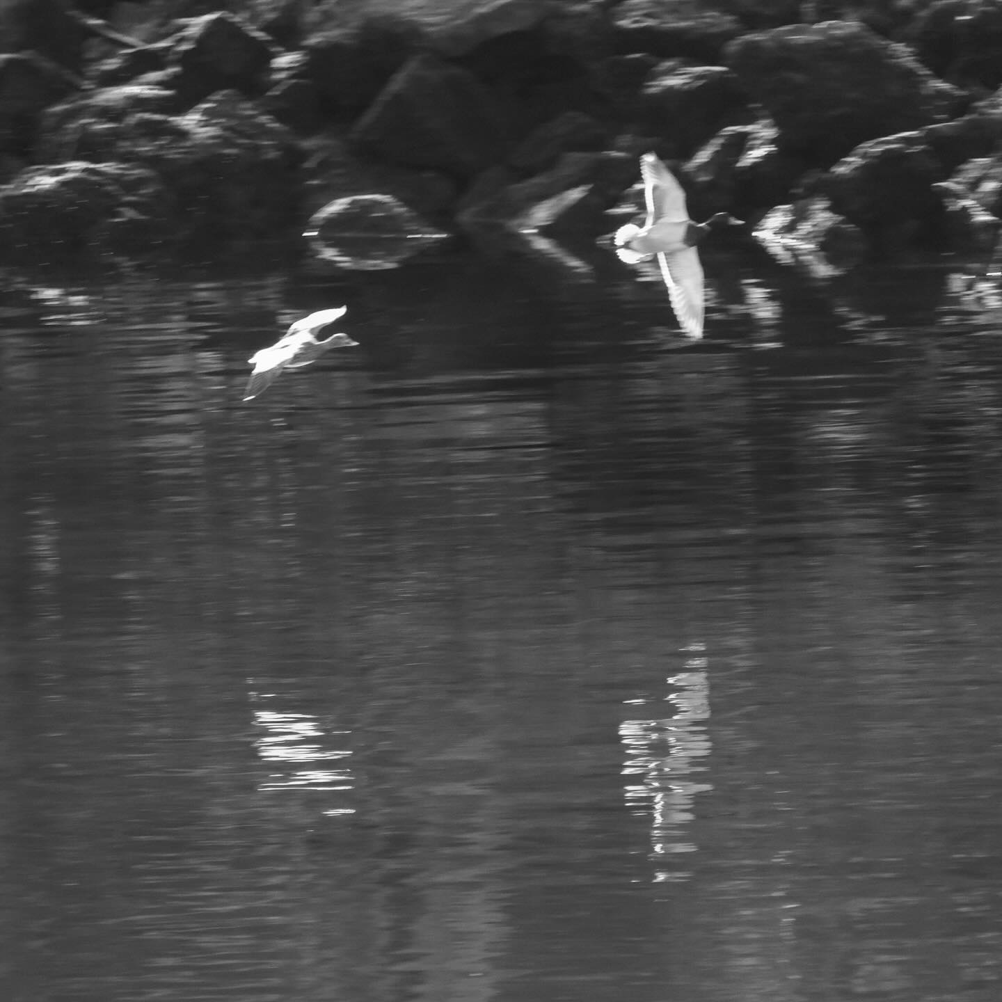 Cartoon camera does B&W, too. #Chazhou