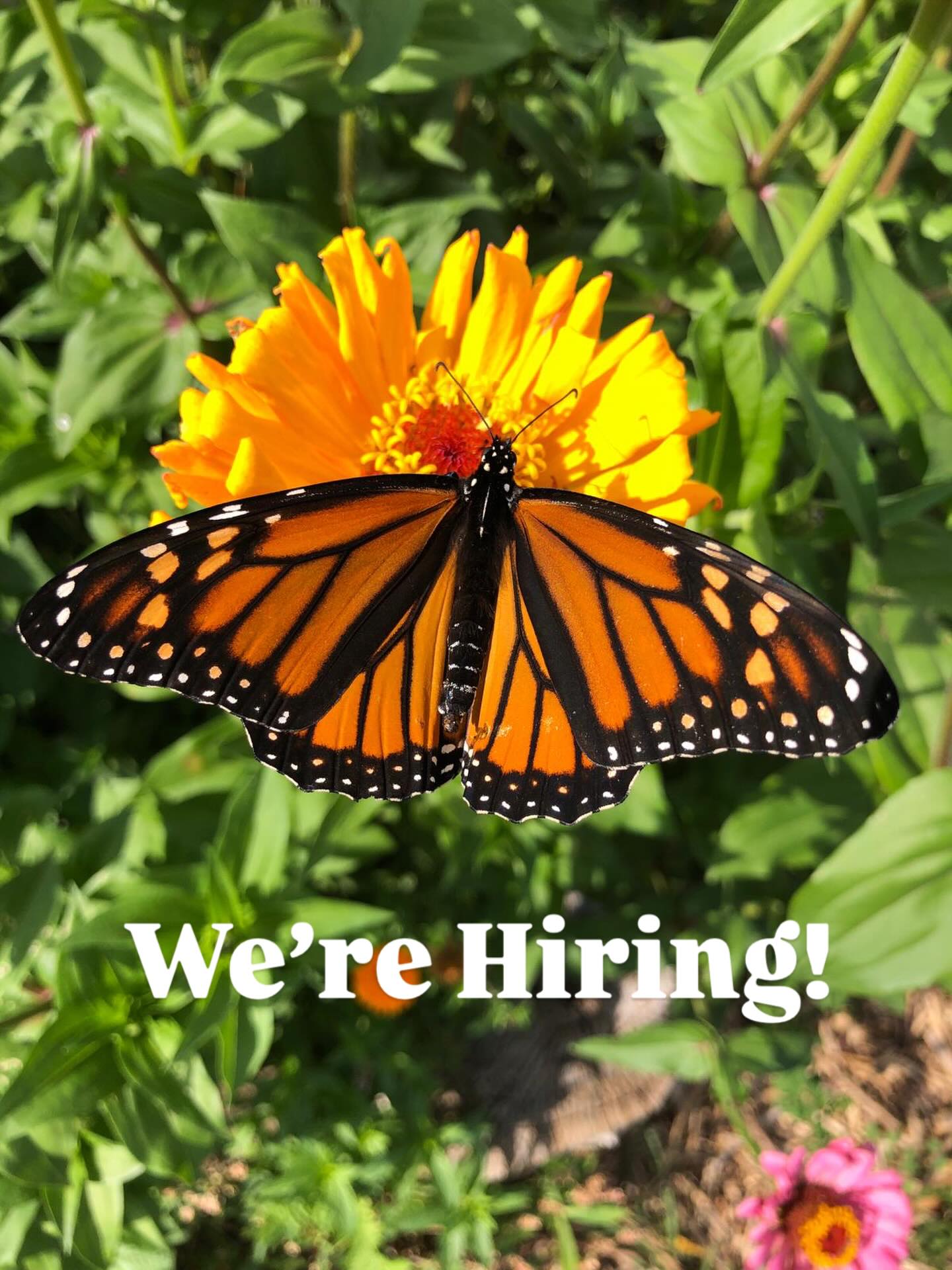 Do you have a passion for Urban Farming? Deeply care about making your community more food-secure? Apply to join our team!
We’re hiring for the following positions:
🌻 Lead Farmer at our Thistletown CI Garden
🍅 Garden Educator and Community Engagement Coordinator
We’d love to hear from you! If you think you’d be a good fit please email your resume and cover letter to hiring@pactprogram.ca
🫛 For more information on the Lead Farmer Position: https://www.goodwork.ca/jobs/school-gardens-urban-farms-vegetable-gardening-youth-leadership-facilitation-and-teaching-jobs-75252
🫐 For more information on the Garden Educator and Community Engagement Position: https://www.goodwork.ca/jobs/education-and-teaching-jobs-local-food-gardening-and-sustainable-agriculture-75254