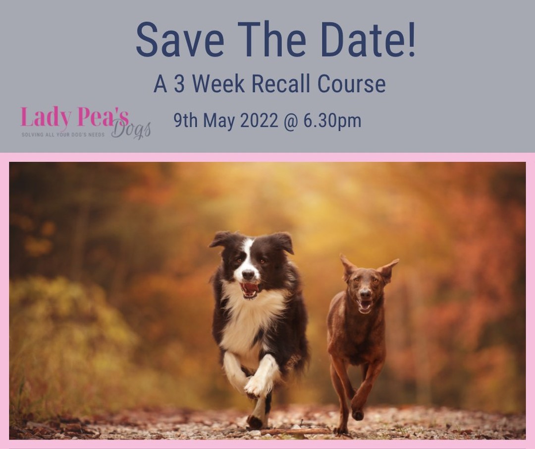 Are you struggling with your dog's recall? Do you worry that your dog won't come back? Are they too distracted with other sights and smells to pay attention to you?
If the answer is YES to any of these questions then our online 3-week course is the course for you. This course has been designed for you and your dog to get the best results by working at home first where you can work on the exercises without the distractions to help them and you get it right before taking them out into the outside world...
We have limited spaces, so get booked on to receive the amazing benefits of this course. You will receive access to an online platform where you can read or print off handouts, watch extra videos or even rewatch back the previous class.
Are you struggling with your dog's recall? do your worry that your dog won't come back? Are they too distracted with other sights and smells to pay attention to you?
Click here to save your seat...
https://www.ladypeasdogs.co.uk/offers/tiYNzu9z
#dogs #dog #puppy #puppies #dogtraining #dogtrainernearme #dogtrainer #dogtrainerinlincolnshire #ladypeasdogs
