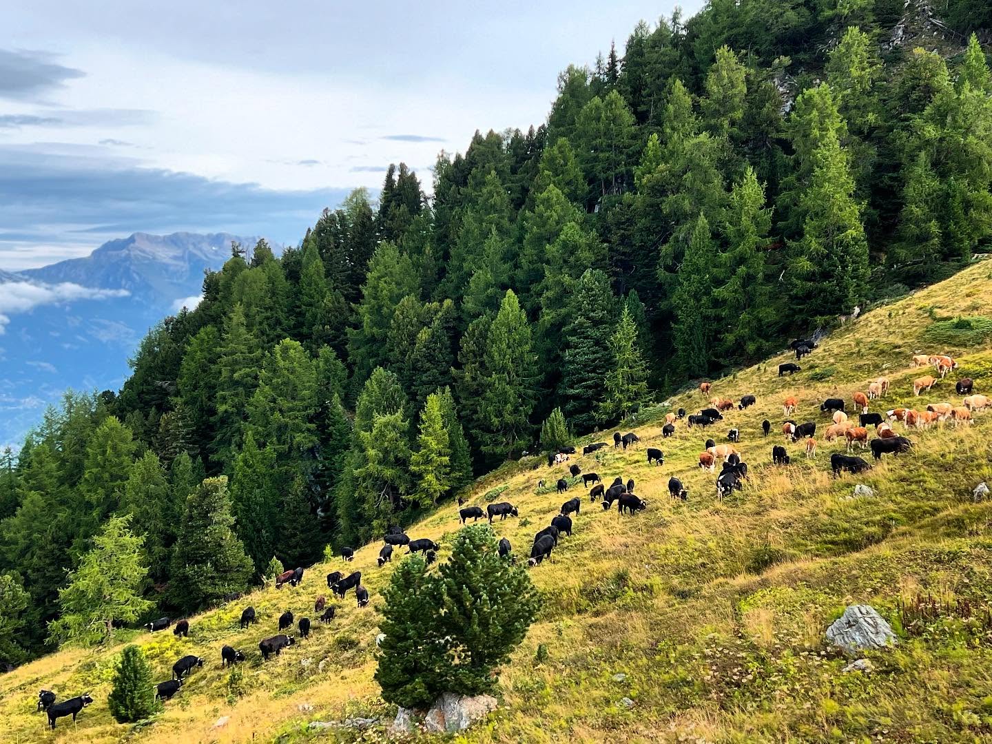The Valais black breed of cattle, the Hérens, is short and stocky and has strict social hierarchies. The cows fight to decide who leads the others to and from Alpine pastures. It’s hard to believe they’re so keen to pick a fight but we watch a seemingly nonchalant herd trampsing back to the dairy and a minor fracas breaks out.
#herens #swissalps #swissmountains #swisscows #swissmeadows #travelwriter #traveljournalist #fightingcows #swisstravel #switzerland🇨🇭 #switzerland