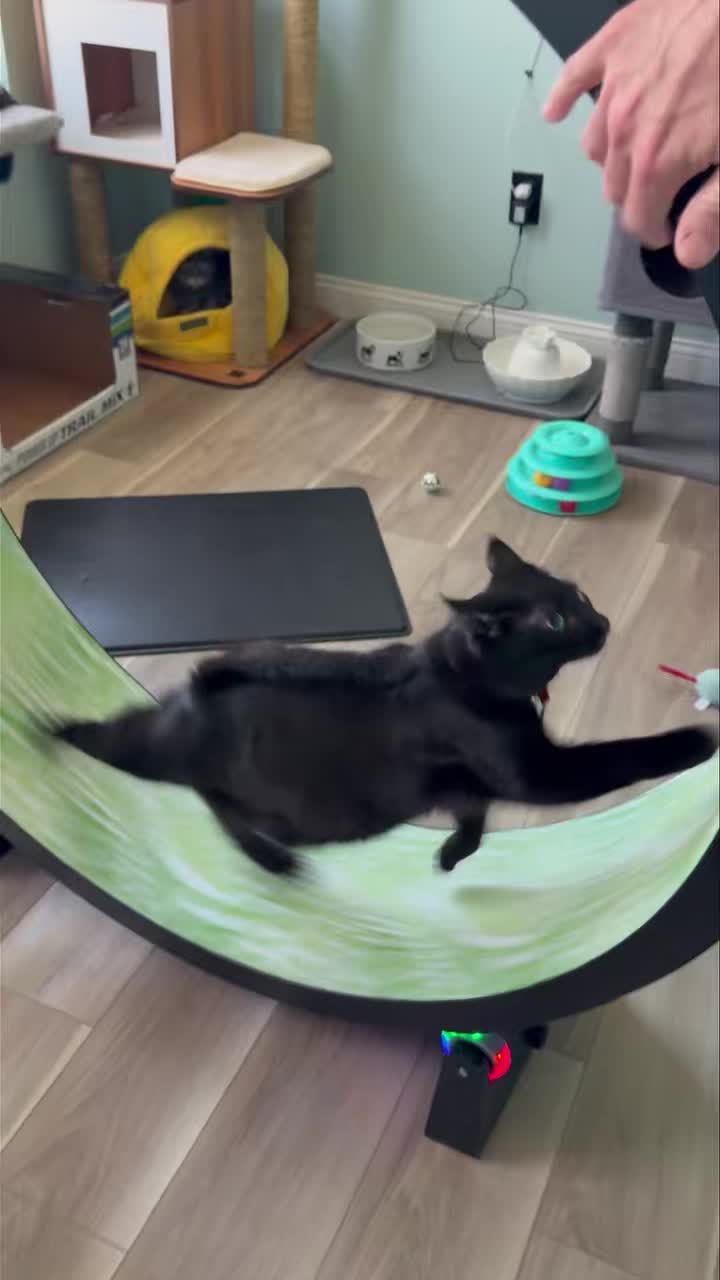 We just LOVE new clients!! Especially ones like this! Holy cats!! So very cool! #catsitternearme #petsitternearme #keckshaven #petsitting #petsarethebest #bestpetparentsever #petsitterslife #newemployeesrock #petsofinstagram #petlover #petsit #keepyourpetsathome #fearfreepetsitting #petbusiness #petsittingadventures