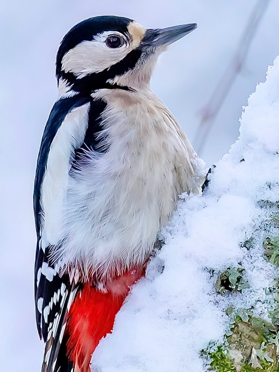 Es schneit und auch der Buntspecht ist wieder auf Nahrungssuche.
Wunderbar diesen imposanten Vogel an der Winterfütterung zu beobachten.
Der Buntspecht macht bereits an warmen Februartagen mit kurzen, kräftigen Trommelwirbeln auf sich aufmerksam. Um Erschütterungen beim Trommeln zu mildern, ist das Gehirn stossdämpfend gelagert. Unsere häufigste und am weitesten verbreitete Spechtart stellt geringe Ansprüche an den Lebensraum und brütet auch in städtischen Parkanlagen. Sie zeigt durch die Nutzung von Koniferenzapfen in besonderen «Spechtschmieden» und von Baumsaft durch das «Ringeln» von Bäumen eine bemerkenswerte Spezialisierung.