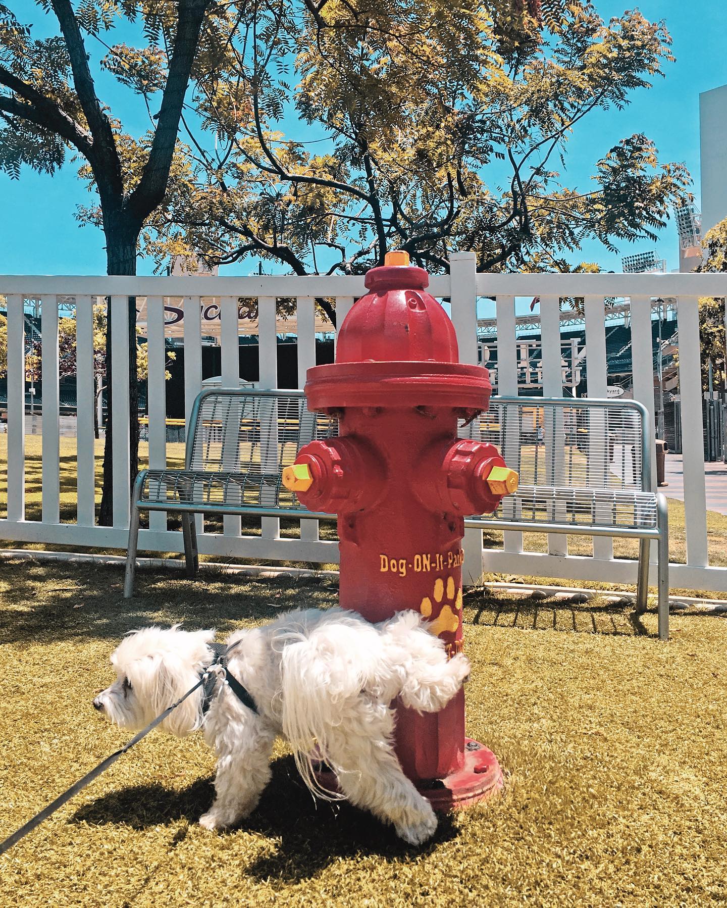 A fire hydrant to a dog is like IG to humans. We’re all just trying to leave our mark 🐶💁♀️ #dogsarepeopletoo