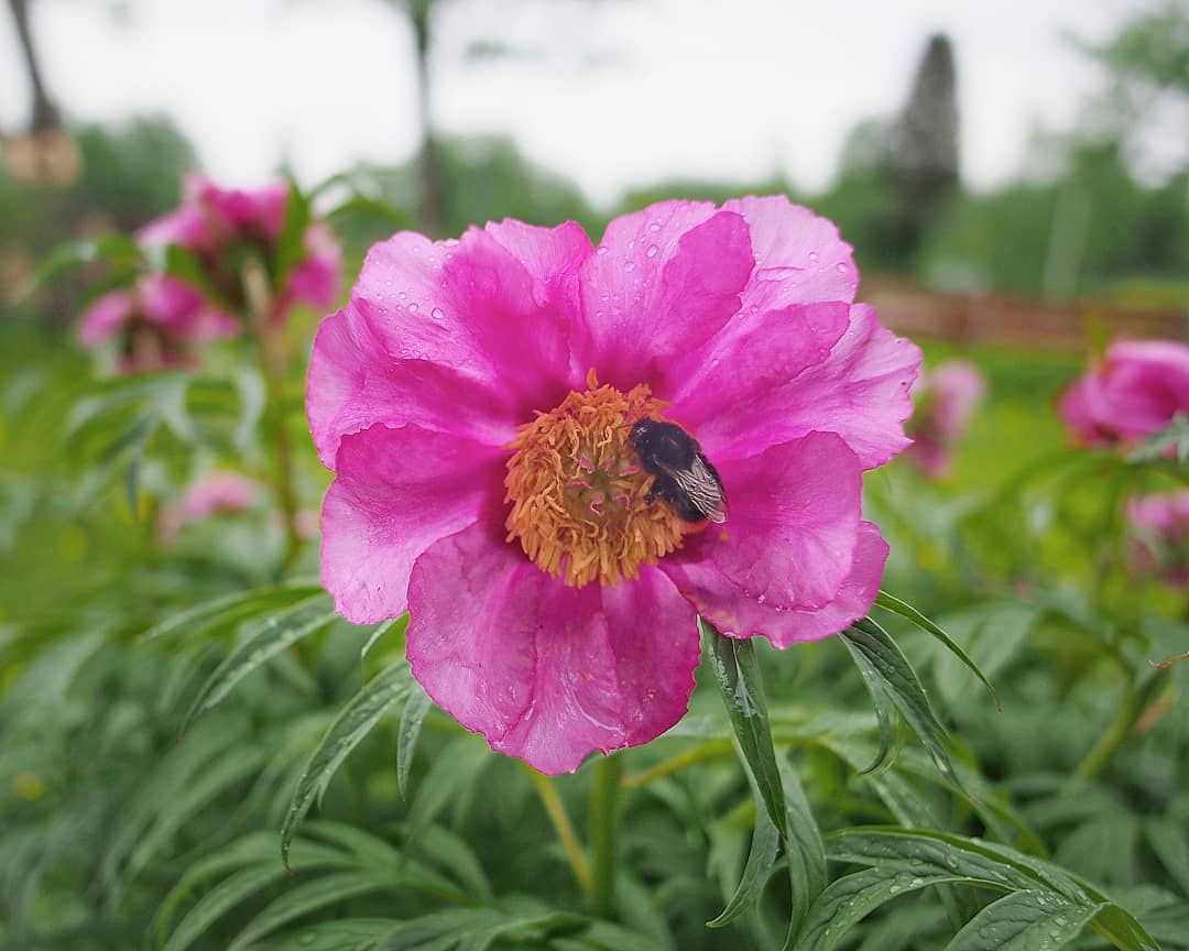 Bumblebees and bees are busy in our garden and meadows despite the weather. Happy to see these fellows buzzing around in such numbers🌼🐝🌸 #bumblebee #garden #puustilanmaisematila #slowlife #farmlife #peony #paeonia #paeoniaanomala #bombus #bombuslapidarius