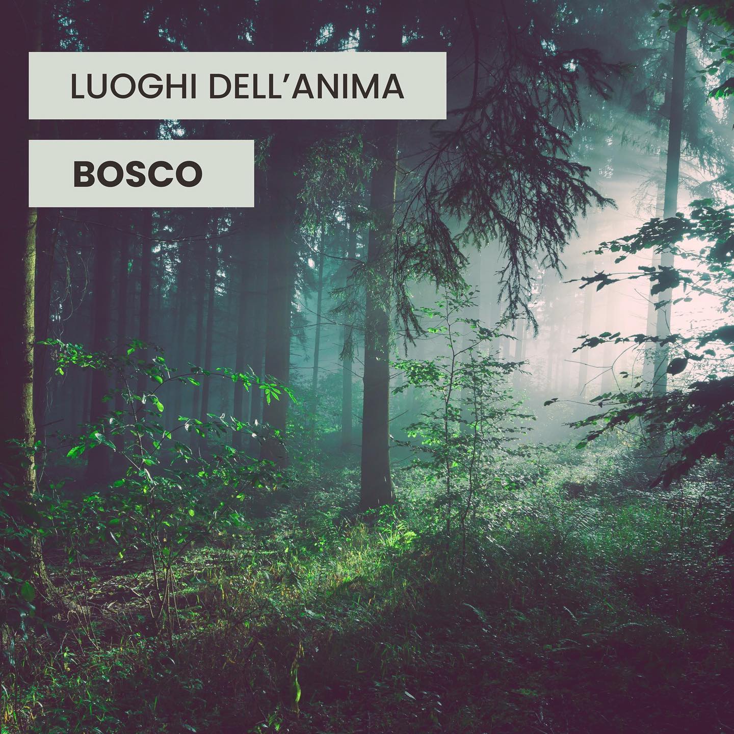 Luoghi dell’anima💙
IL BOSCO
Passeggiare nel verde silenzioso di un #bosco incontaminato, ascoltando il respiro degli alberi, è una delle esperienze sensoriali che più riporta il mio cuore a contatto con l’anima ancestrale della natura. 🌳✨
#nature #respiro #respirocircolare #rebirthing #breathwork #therapist #counseling #breath #holistic #italy #mindfulness