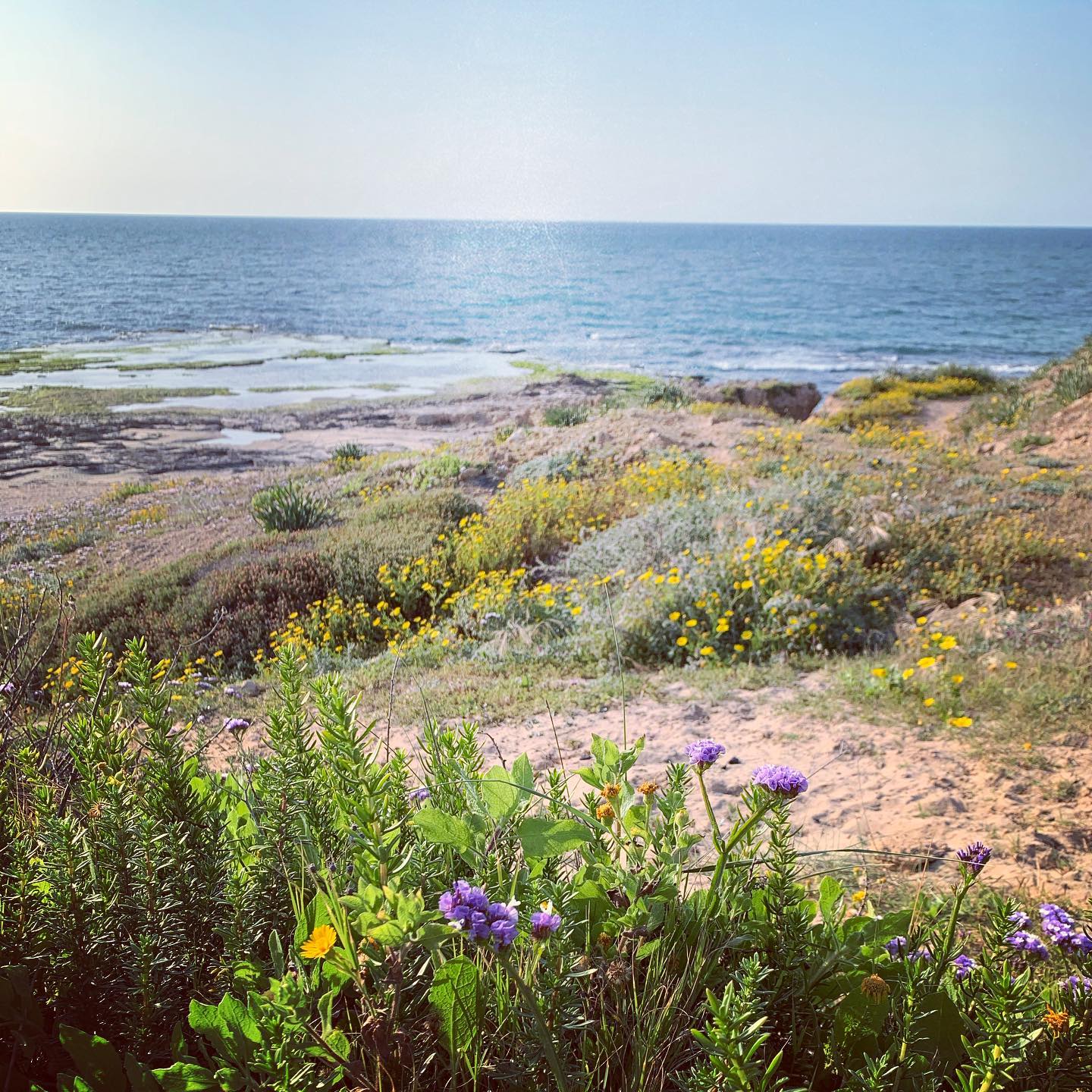#springtime #israel #palmachim #beach #nature #travellocalisrael #natureisreal