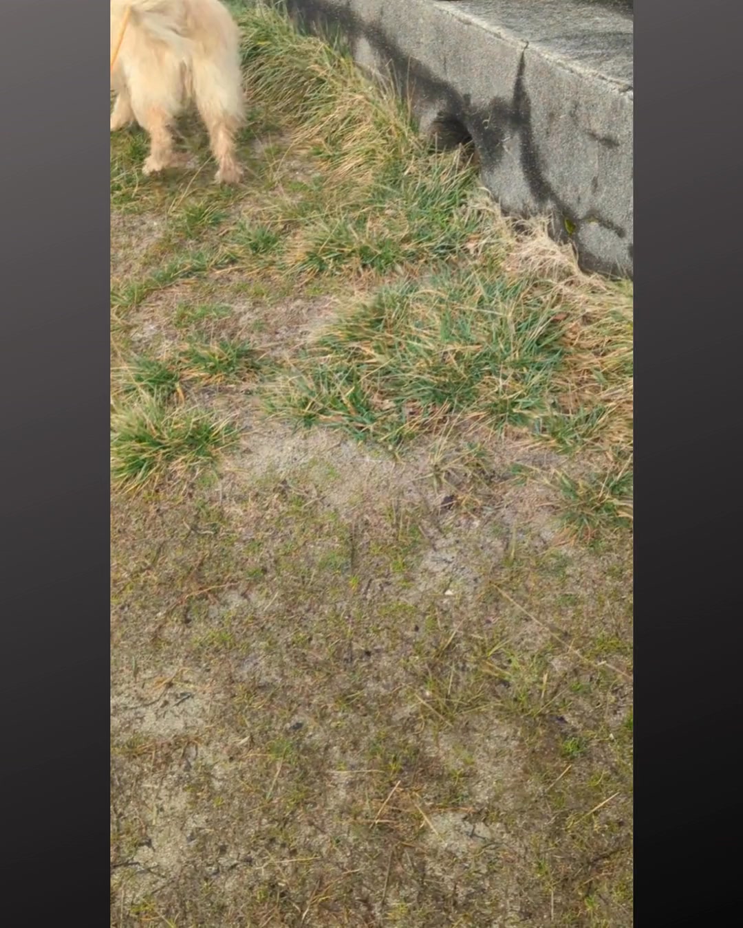 Votre chien mérite le meilleur, même en votre absence. Avec ma garde à domicile, il reste dans un cadre rassurant, entouré d’attention et de soins personnalisés. 🏡
Mais ce n’est pas tout ! Je propose également des services spécialisés pour le bien-être global de votre compagnon :
🌿 Naturopathie pour prévenir et améliorer sa santé naturellement
💆♂️ Massages relaxants pour apaiser son corps et son esprit
🐕 Conseils comportementaux personnalisés pour une vie harmonieuse
Envie d’en savoir plus ? Prenez rendez-vous dès aujourd’hui pour offrir à votre animal une prise en charge complète et douce.
📩 Contactez-moi en message privé ou sur www.lrocket.fr
#GardeDeChien #NaturopathieAnimale #MassageAnimalier #ComportementCanin #BienEtreAnimal