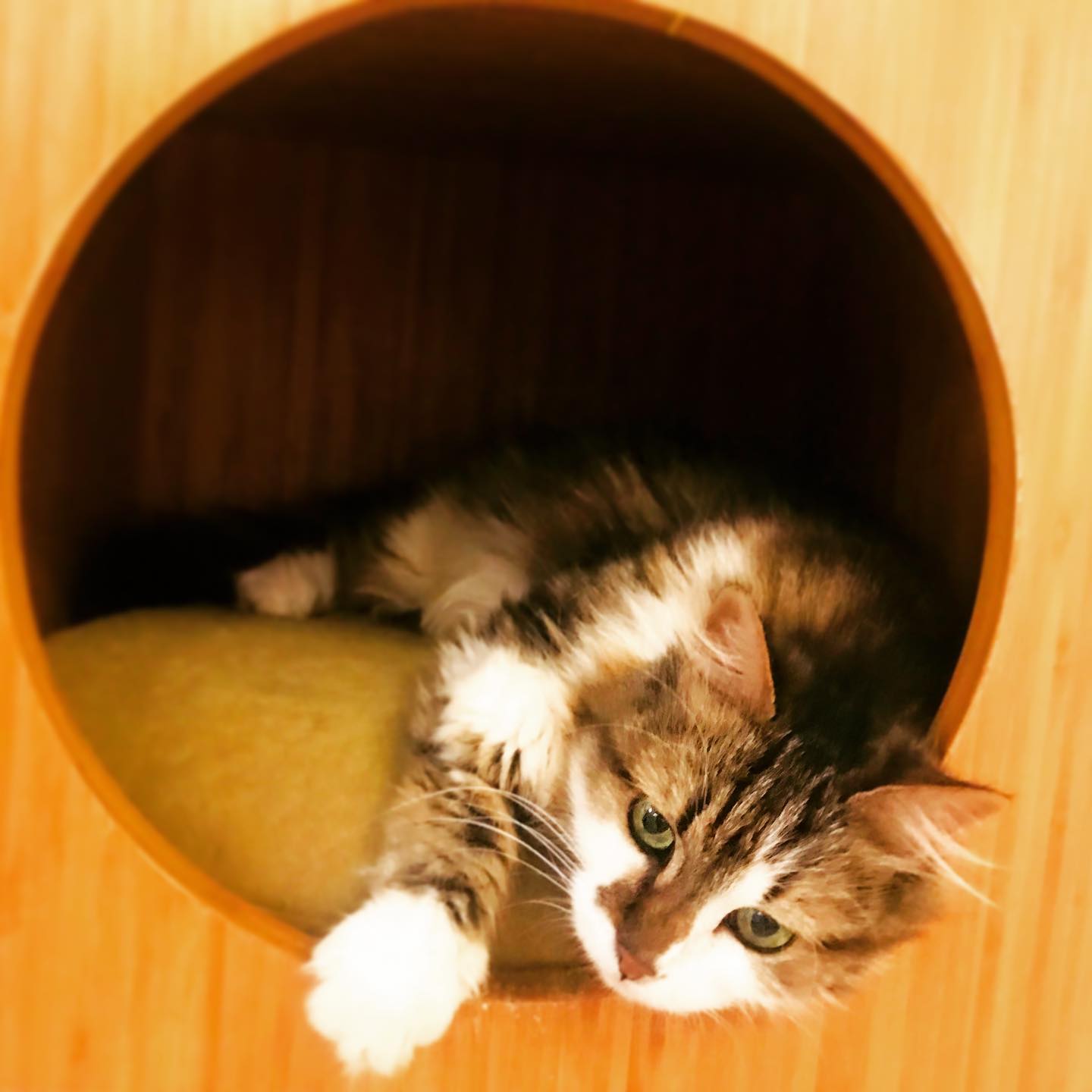 Küp kedi yuvasında bir aşk: Audrey...♥️😻🧿🙏🏻.
.
.
#kedievi #Audreymiz #aşk #kedi #kediaşkı #kedimobilyası #tasarım #pododesignsforpets