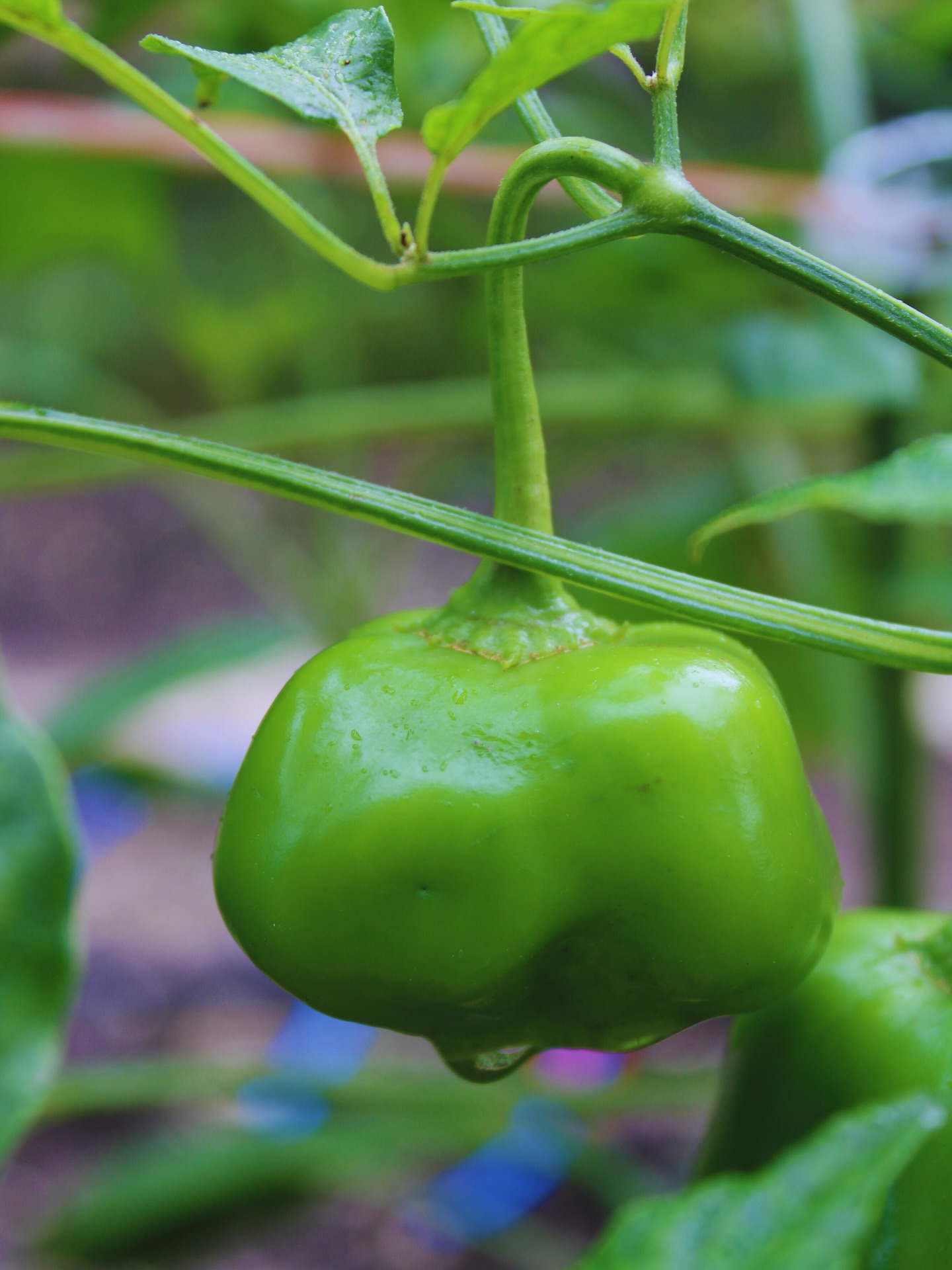 These peppers are still early — but the structure tells a story.
Fruit set, stem strength, and leaf health are shaped weeks before you ever see a pepper form.
This season, we’re paying closer attention to soil inputs, timing, and plant stress.
More on what that looks like soon.