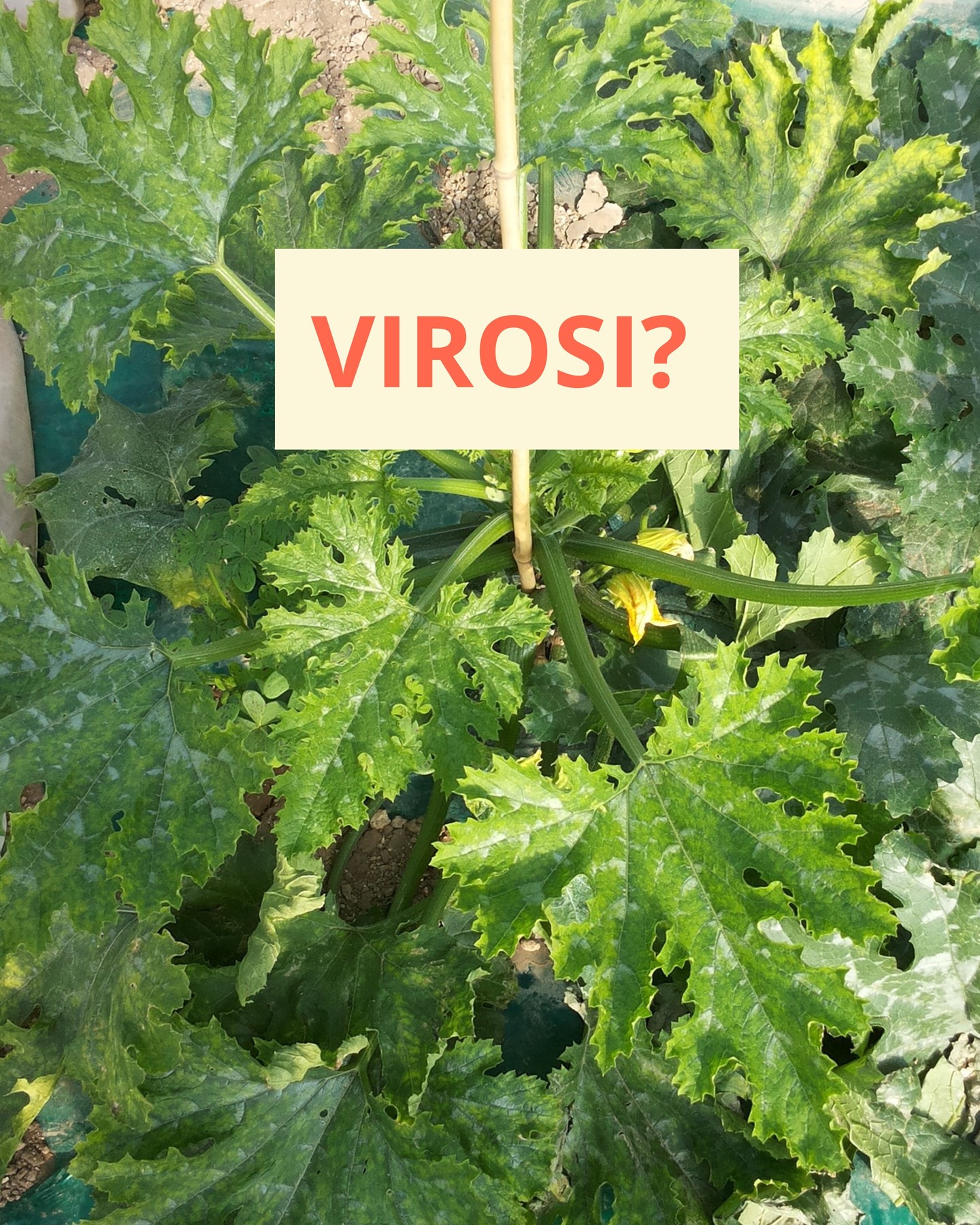 Prevenzione e controllo delle malattie virali e batteriche? Certo che sì!
Viroless è sinonimo di gestione mirata della virosi sulle zucchine, per ottenere il massimo potenziale delle tue colture.
Intact, growing solutions for high performing crops
#intactsolutions #growingsolutions #bestquality #beefriendly