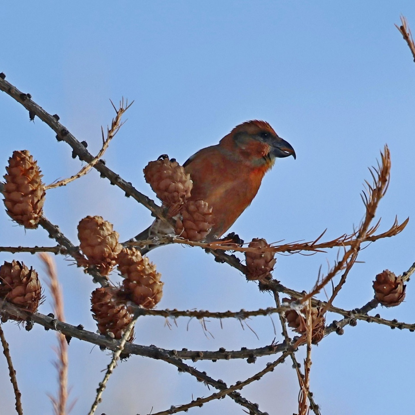 A crossbill again.
#islandwildlife #kefaloniawildlife #kefaloniabirding #guidedwildlifewalks #crossbill
