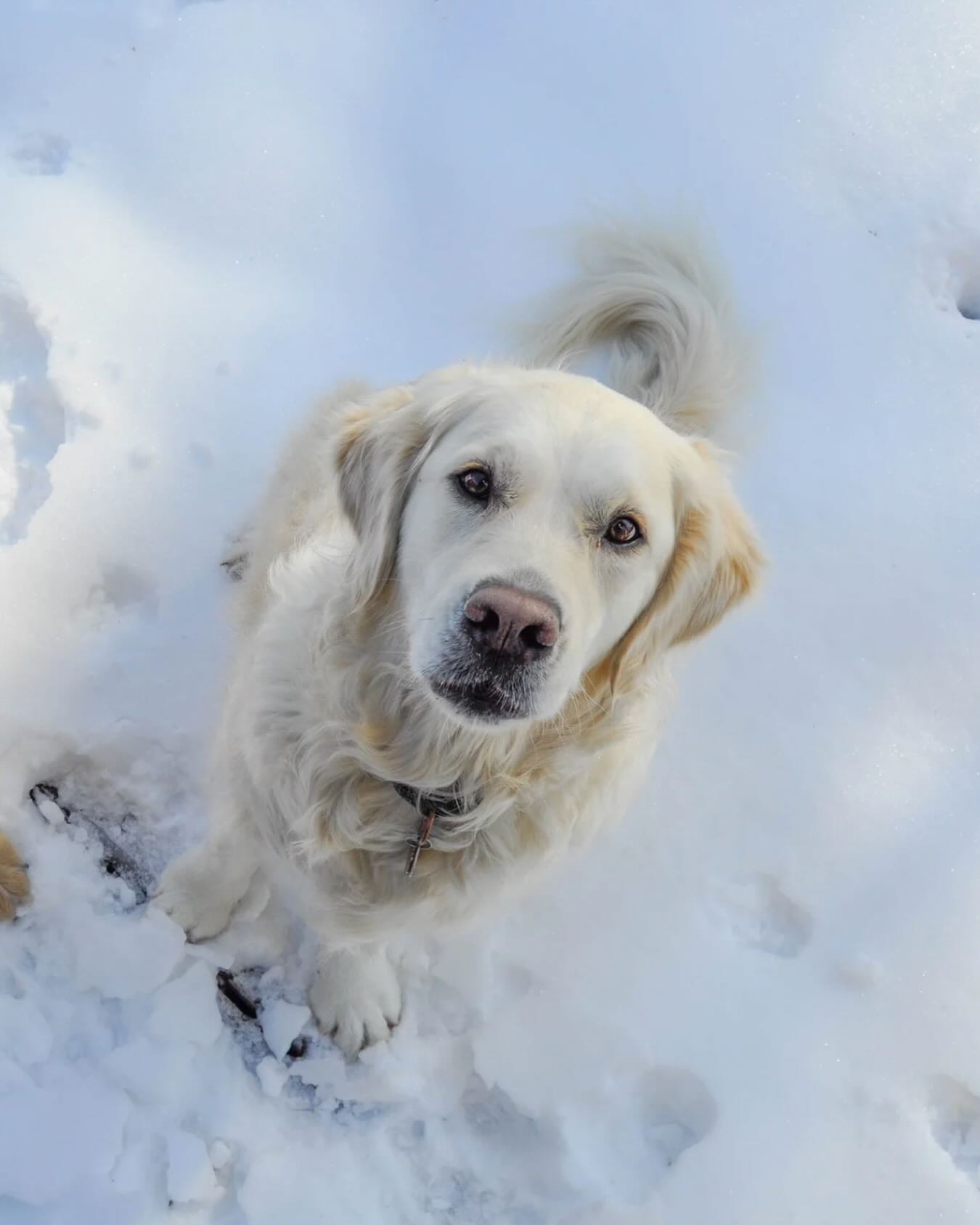 Movement plus rewards create balance. #WagWithWilliam #PositiveReinforcement