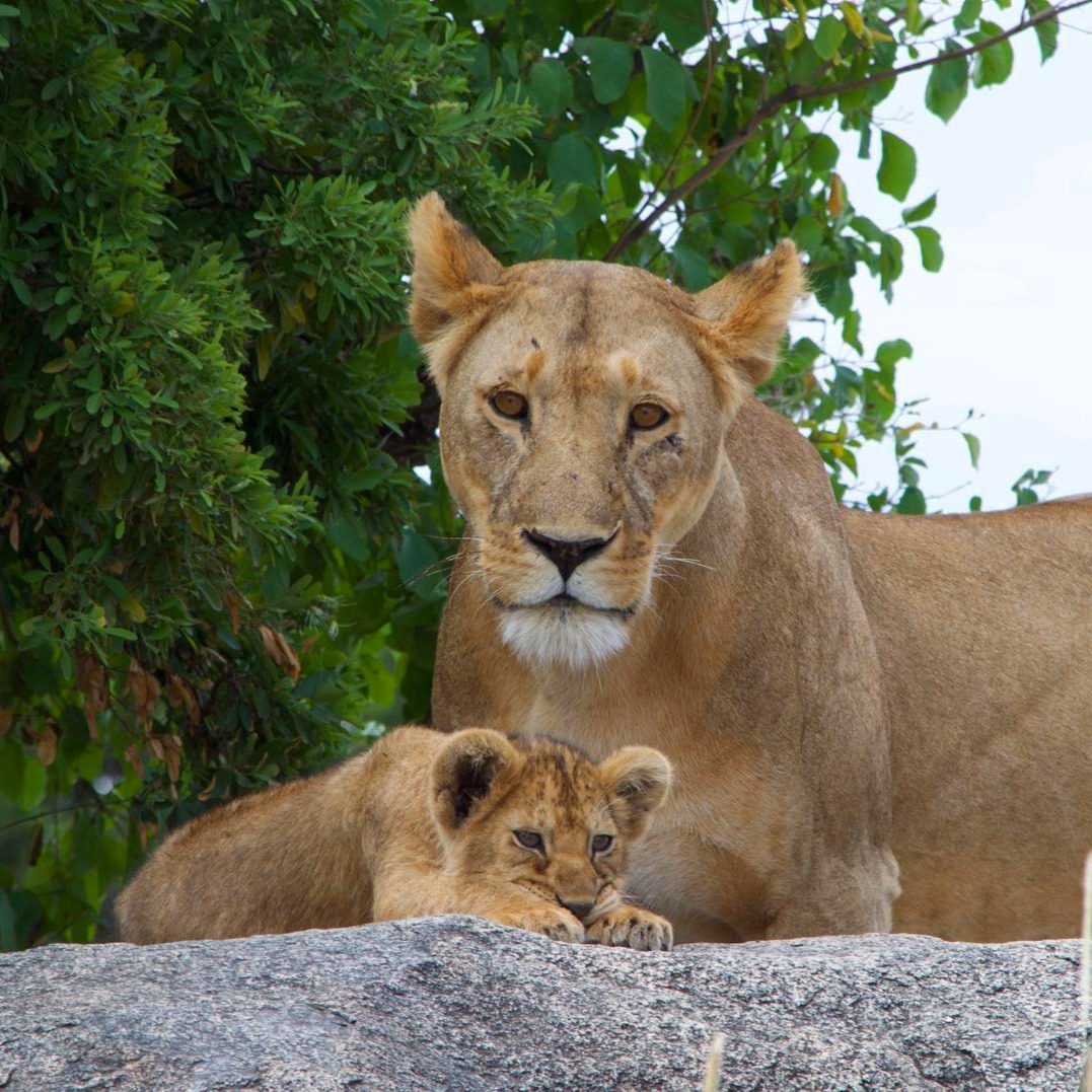 A mother’s watchful eyes, a cub’s peaceful world. 🦁💛
www.planetgogoadventure.com
#lioness #lioncub #motherandcub #wildlifemoments
#wildĺifephotography #africanwildlife #safarilife
#serengeti #wildafrica #natureatitsbest
#bigcats #ɴᴀᴛᴜʀᴇʟᴏᴠᴇʀs #ourplanet
#safarimoments #planetgogoadventure