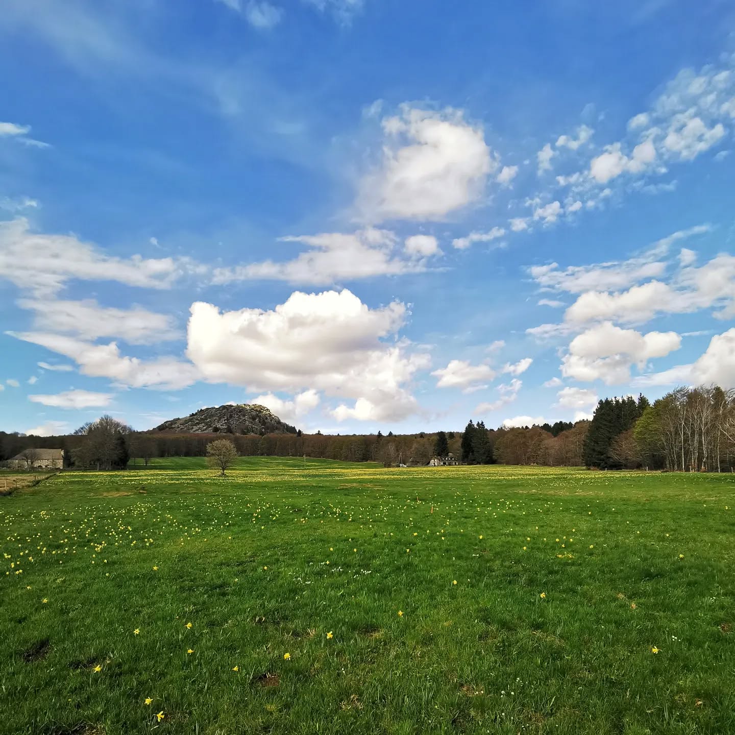 Jaune de jonquilles, la montagne est magnifique à en couper le souffle #explosiondefleurs #valleesfleuries #beauteduprintemps #montagneardechoise #auclairdelasource #Lanarce