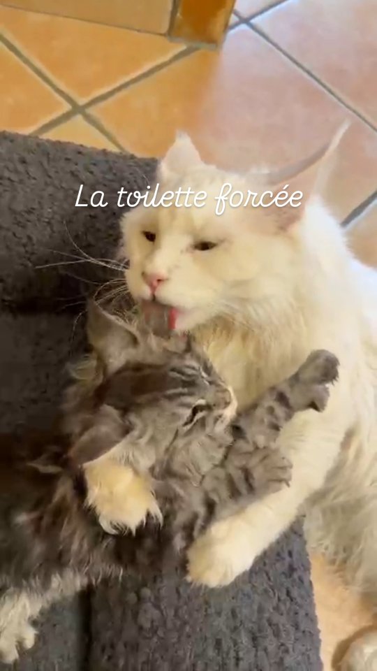 La toilette forcée 😅
#mainecoon #kitten #lovecat #catlovers #chaton