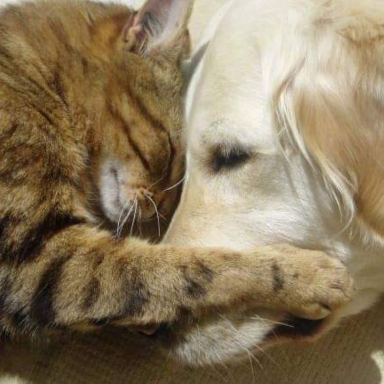 New levels of support available, see my website for details! 😊✨
Remember to check if your insurance covers behaviour problems. As a registered clinical animal behaviourist you may be able to claim back your pets behaviour problems 🐕🐅
#clinicalanimalbehaviourist #dogbehaviourist #catbehaviourist #feline #canine #dogs #cats #petbehaviourist #brighton #Hove #sussex #kent #vetnurses #vetnursediversified #support #postiverewards #operantconditioning