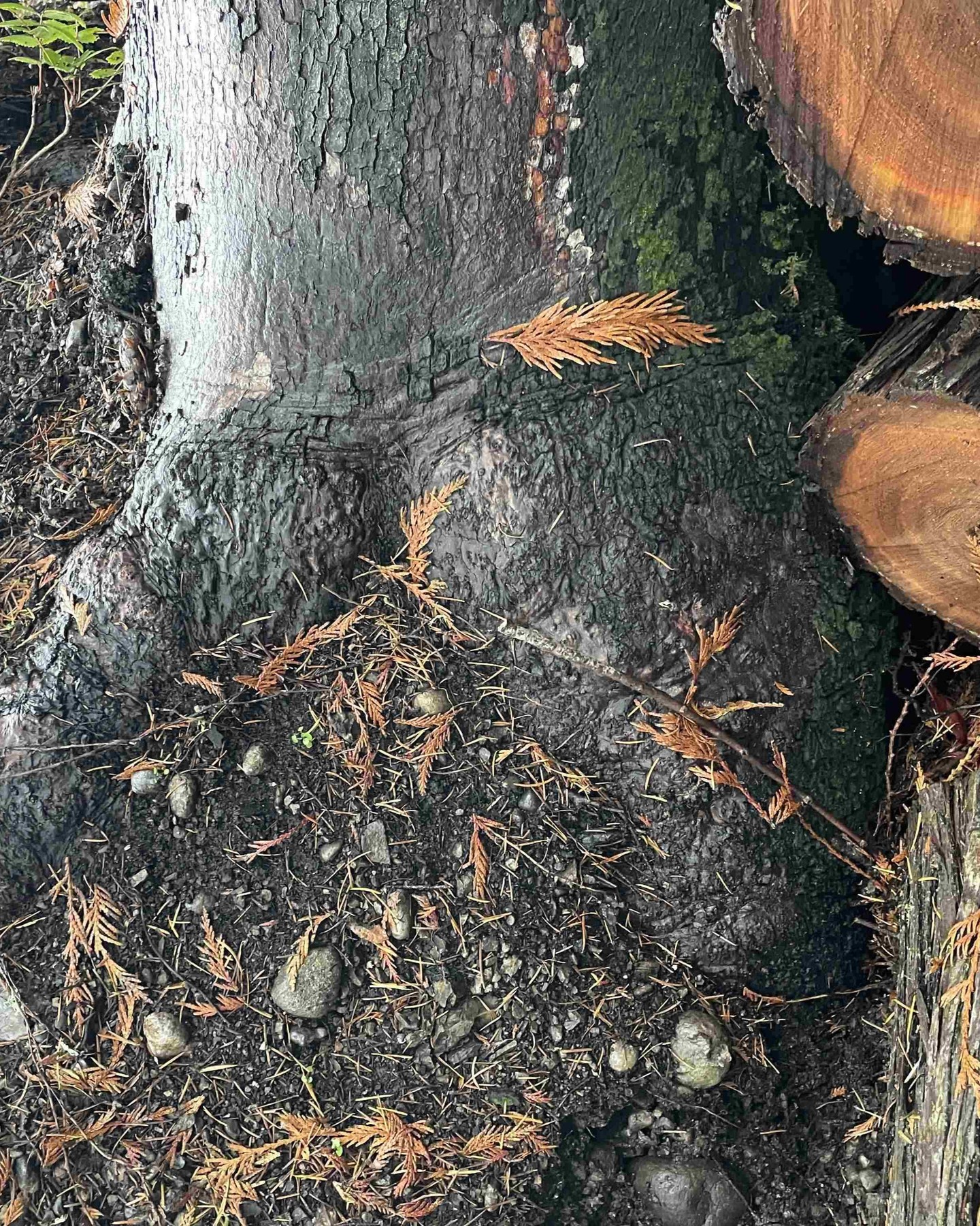 What goes into making an arbutus burl bowl?
The tree uprooted in overnight winds. There is a small amount of root burl showing at the base so we dig around to expose the burl. These burls often contain rocks and are very hard on tools. This small burl consumed about 16 chain saw chains, countless lathe tool sharpening and right down to the final finish pass yet another stone. The reward, some highly figured wood.
#arbutus #arbutusburl #madrone #madroneburl #woodbowls #morphed