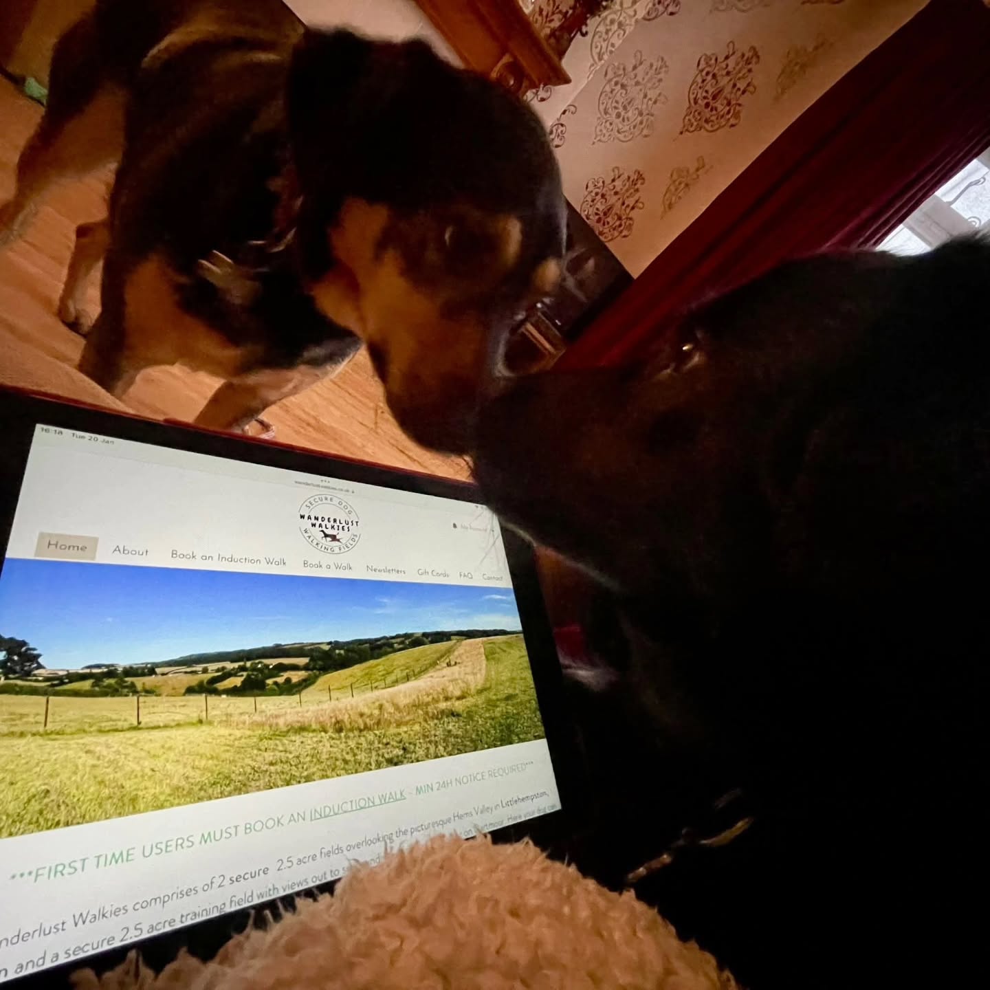 Introducing Apple's latest innovative dog-friendly technology, the iPaw'd.
Perfect for booking your next visit to Wanderlust Walkies ๐คญ
Visit our website to find out more about our secure dog walking fields in Littlehempston, Devon.
#WanderlustWalkies
#SecureDogFields
#Littlehempston
#DogFriendlyDevon