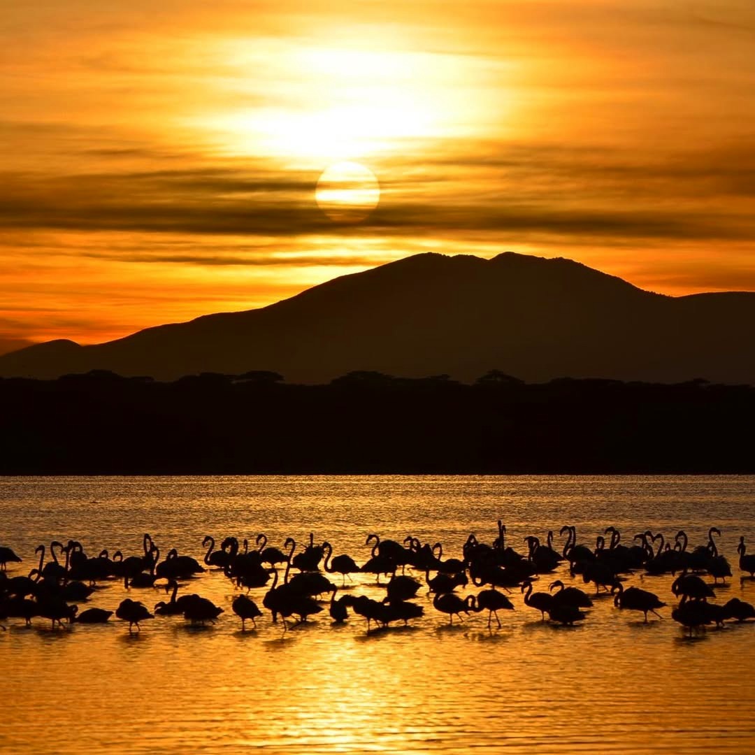 As the day fades, nature gathers in perfect rhythm.
www.planetgogoadventure.com
#natureloversgallery #goldenhourphotography #wildlifephotography #africansunset #natureperfection #safarivibes #planetearth #wildmoments