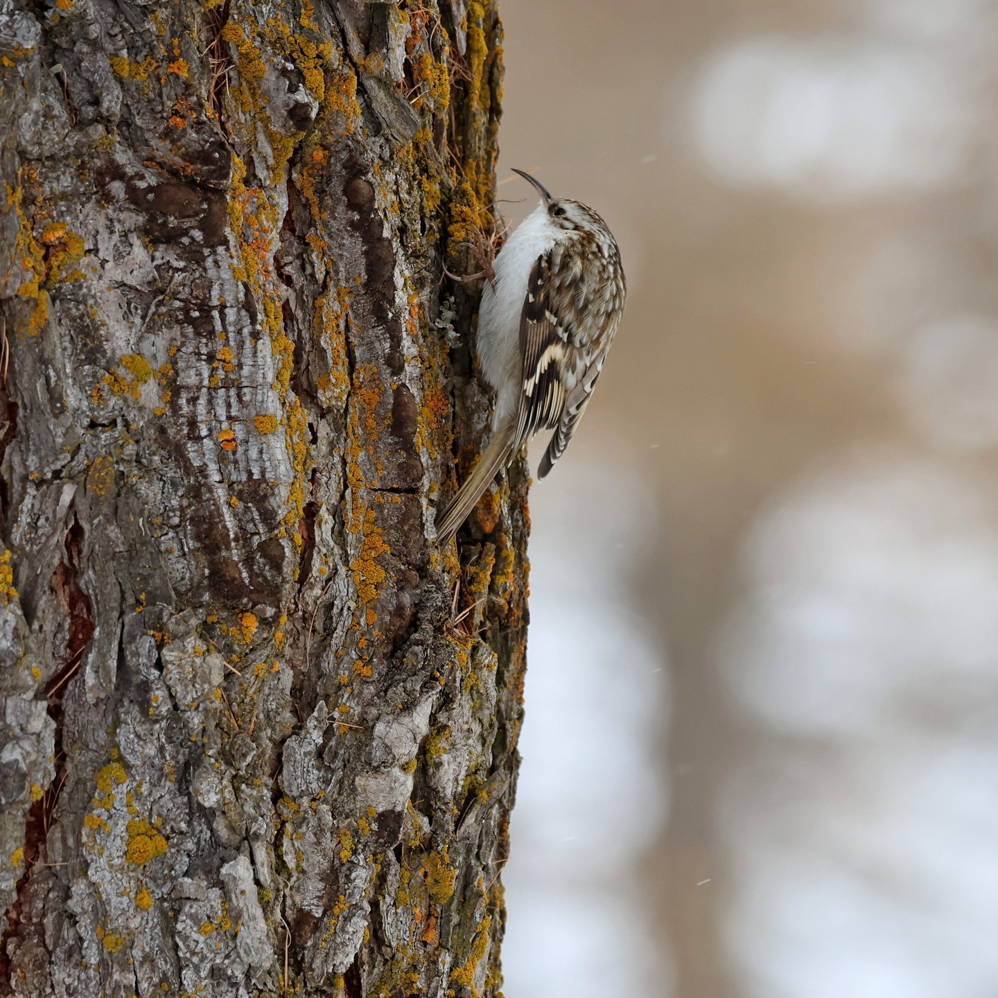 A treecreeper.
#islandwildlife #kefaloniawildlife #kefaloniabirding #guidedwildlifewalks ##treecreeper