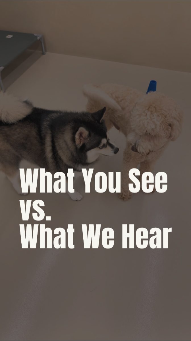 Did you hear what they were saying? ๐คซ
At Wags, we listen to the things most people miss. While most people see two dogs standing together, we see a polite conversation.
That's why we don't just focus on play; we focus on the soft skills like communication. A dog that can "read the room" is confident, calm, and safe in any environment.
1. The Look Away
2. The Curved Approach
3. The Pause
4. The Consent Check x 2
5. The Step Back
6. The Stop
Did you spot all the signals from Nova? Rewatch it and see if you can spot them all! ๐
Want your dog to learn the art of polite conversation?
Book a Temperament Assessment today.
๐ Link in bio to join the pack.
#WagsSG #CalmnessFirst #DogBodyLanguage #DogBehaviour #DogsOfSingapore