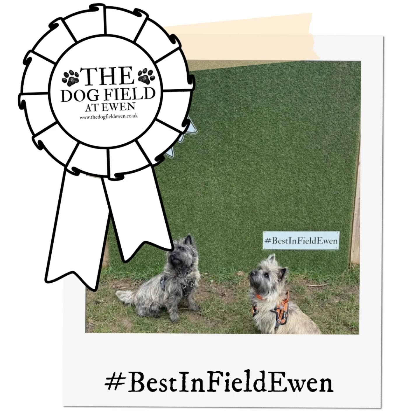 Congratulations to Liz Wright for winning #bestinfieldewen for January!
150 loyalty points are heading your way!
#DogFieldEwen #dogwalking