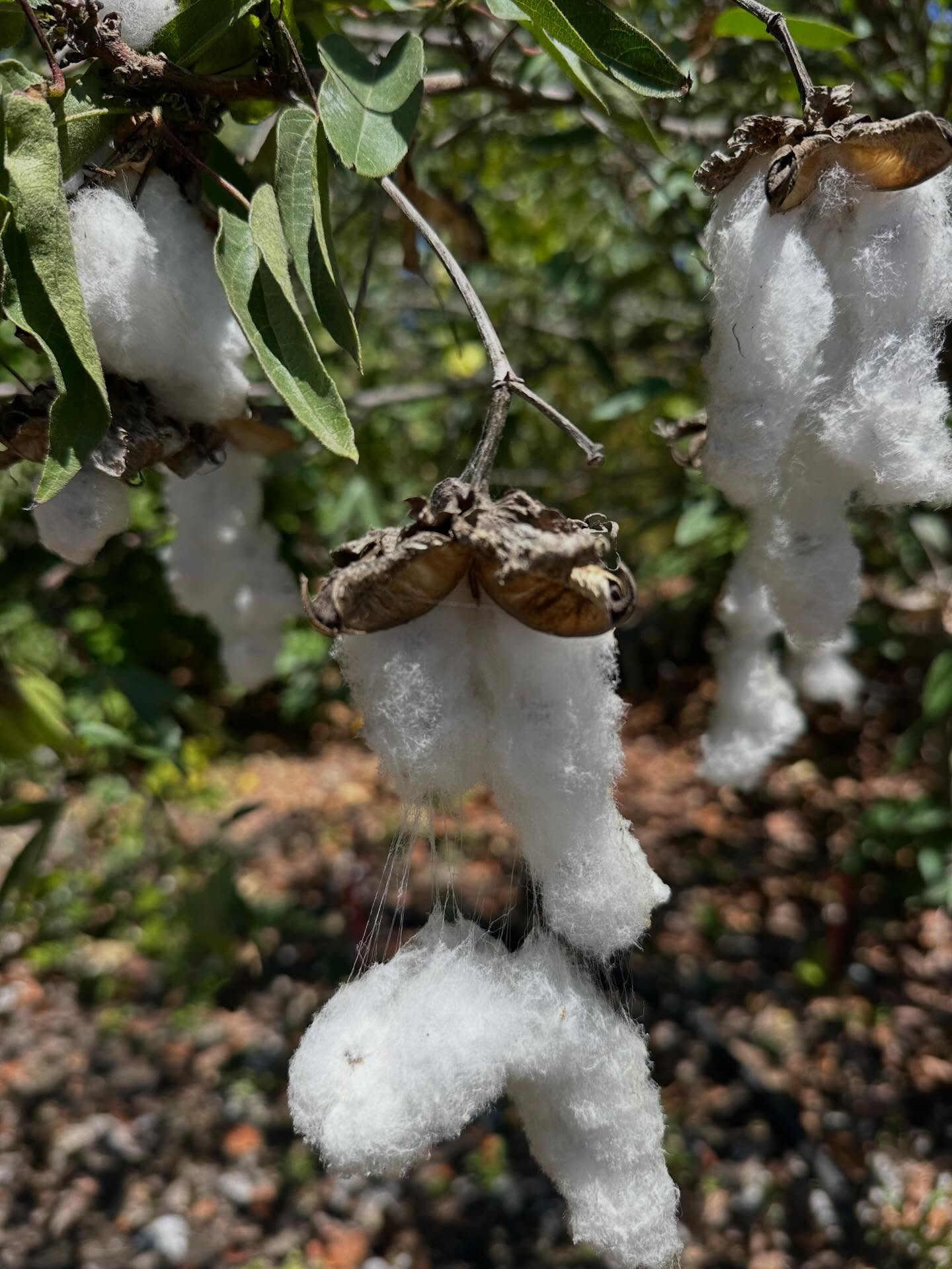 Árbol de algodón 💨🌼