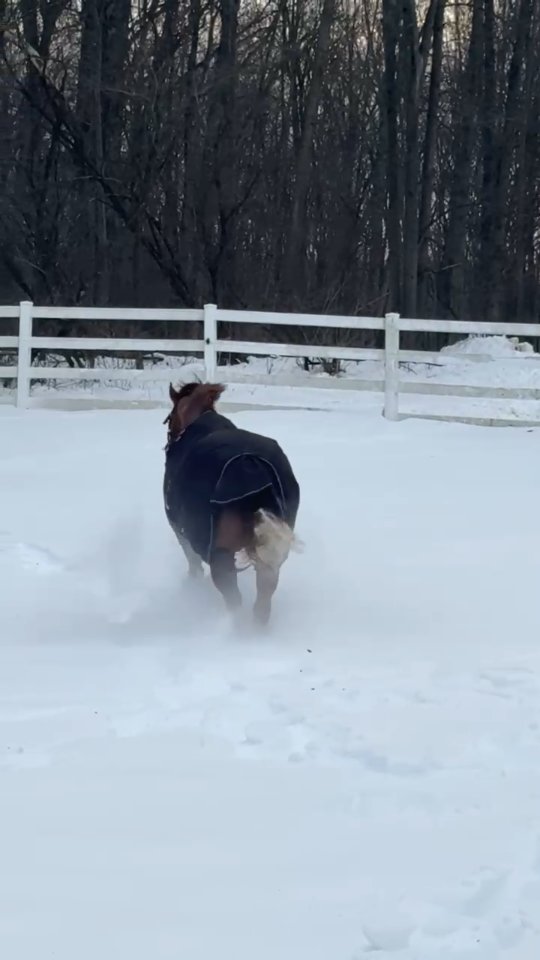 A little snow never slowed Kid down!
#SantaHillRanch #stallion #nrhastallion #nrha #reining