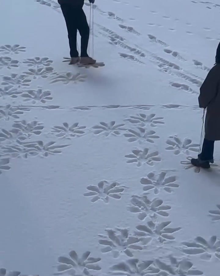 Pourquoi se contenter de traces de pas dans la neige quand on peut avoir… des fleurs de neige ?? ❄🌹
#finefleur #desfleurspartout