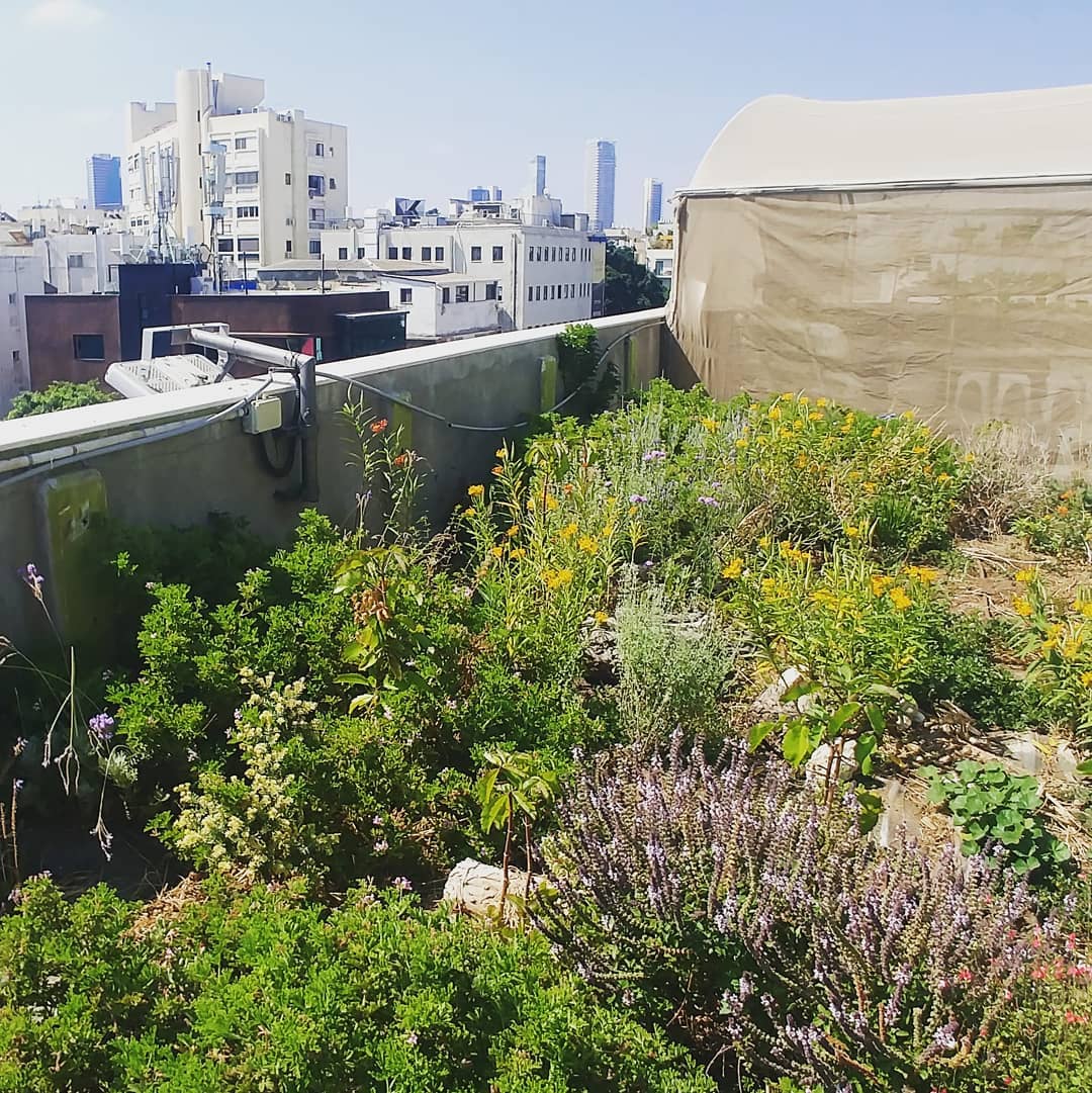 here we are in the center of town
#greenroof, #בנייןצומח, #bldveg, #גגירוק, #oikosteges, #גגצומח, #dizingofcenter, #telaviv, #tlv, #תלאביב, #israel, #דיזינגוףסנטר, #greeninthecitytlv, #greenroofpolicy, #greenroofs
@greeninthecitytlv, @telaviv.yafo