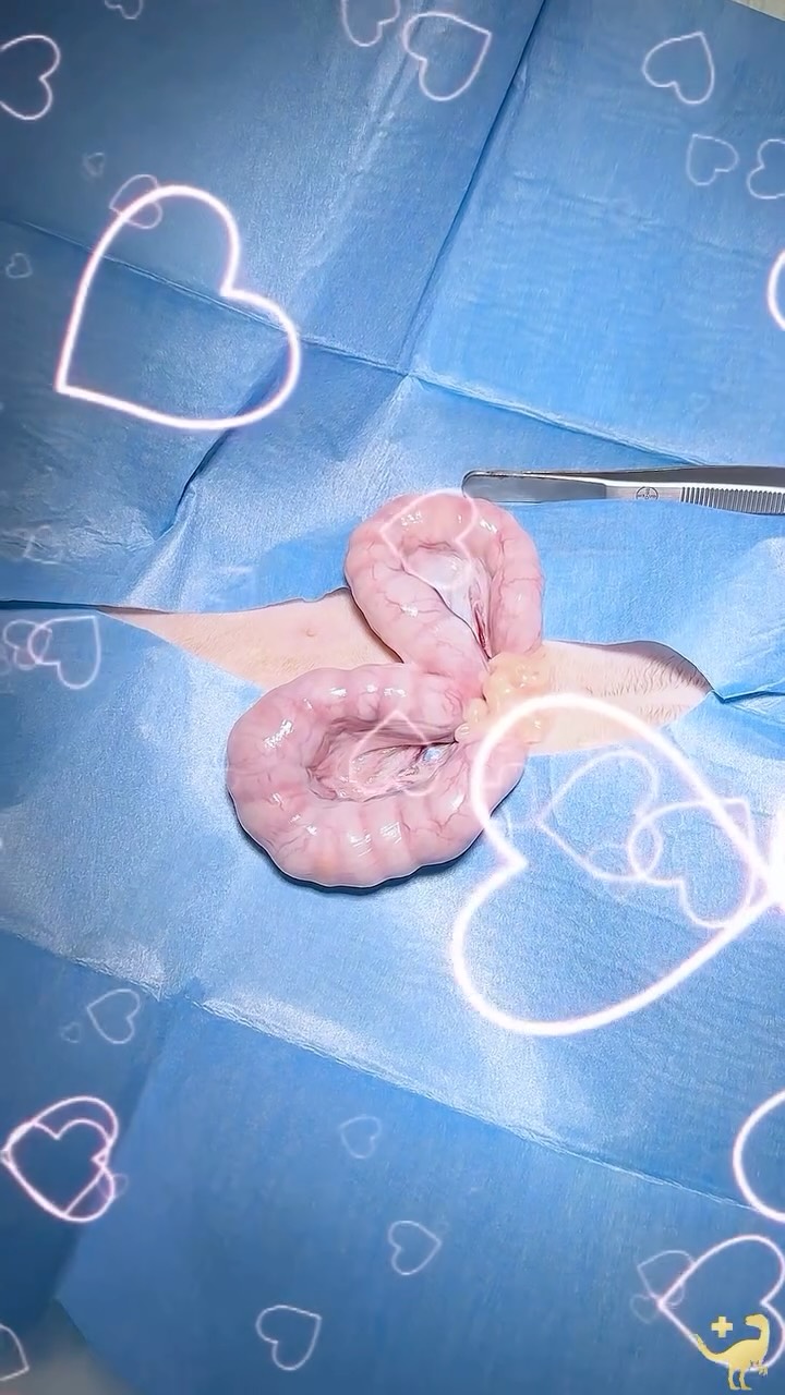 Wir lieben Pyometra-OPs
Nicht, weil sie schön sind.
Nicht, weil sie leicht sind.
Sondern weil sie in Minuten Leben retten.