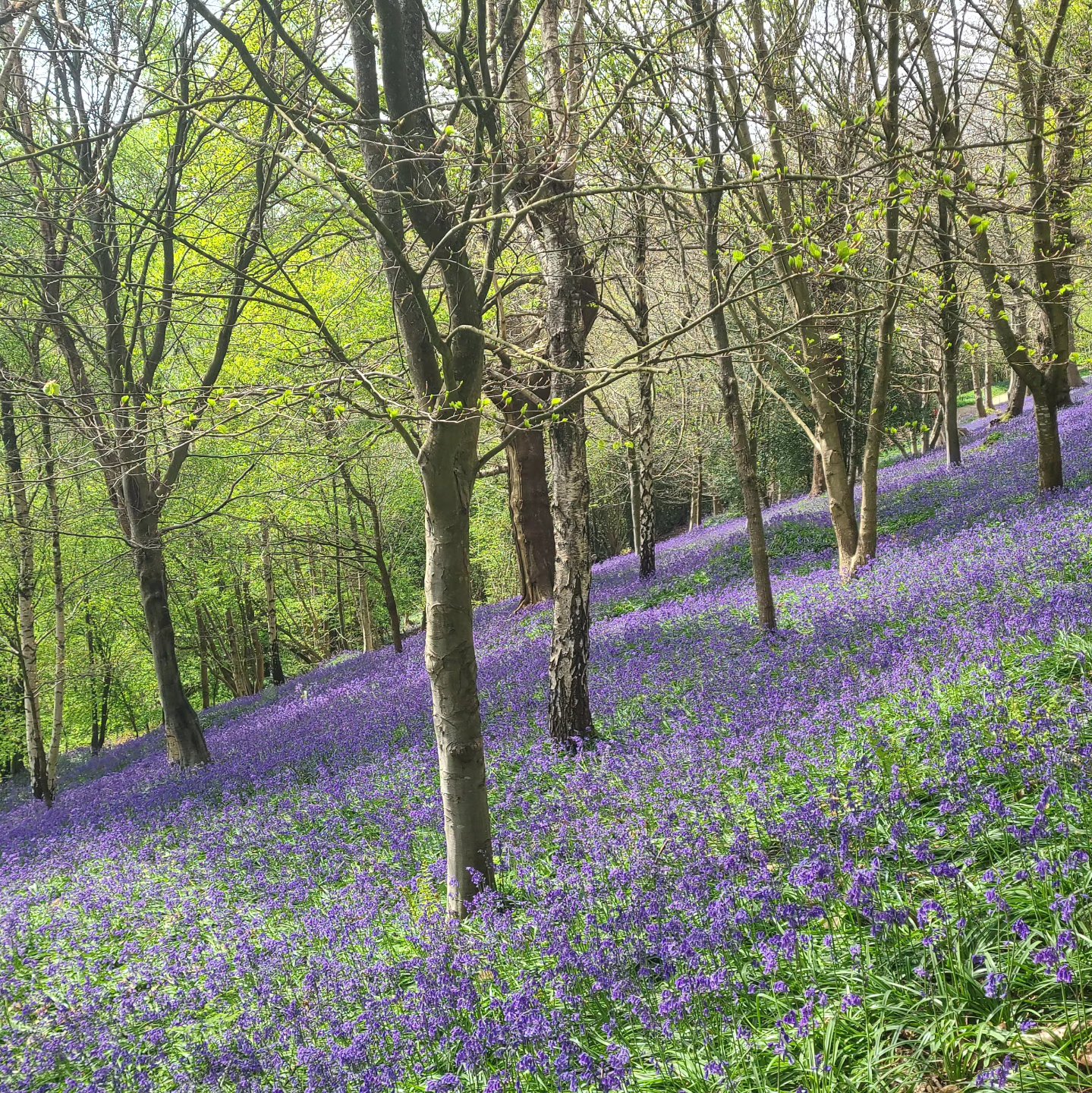 What a beautiful carpet...