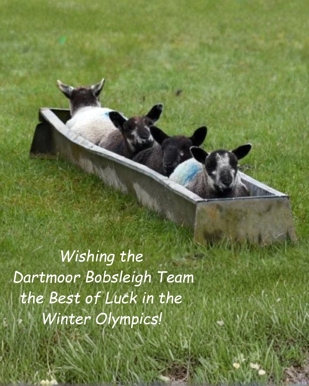 Wishing ewe a speedy run, Dartmoor bobsleigh team! 🐑❄️🛷
Photo Credit Ruth Rees
#WetFelting #NeedleFelting #WoolArt #FeltedSheep #DartmoorWool #BritishWool #NaturalFibres #VisitDartmoor #Dartmoor