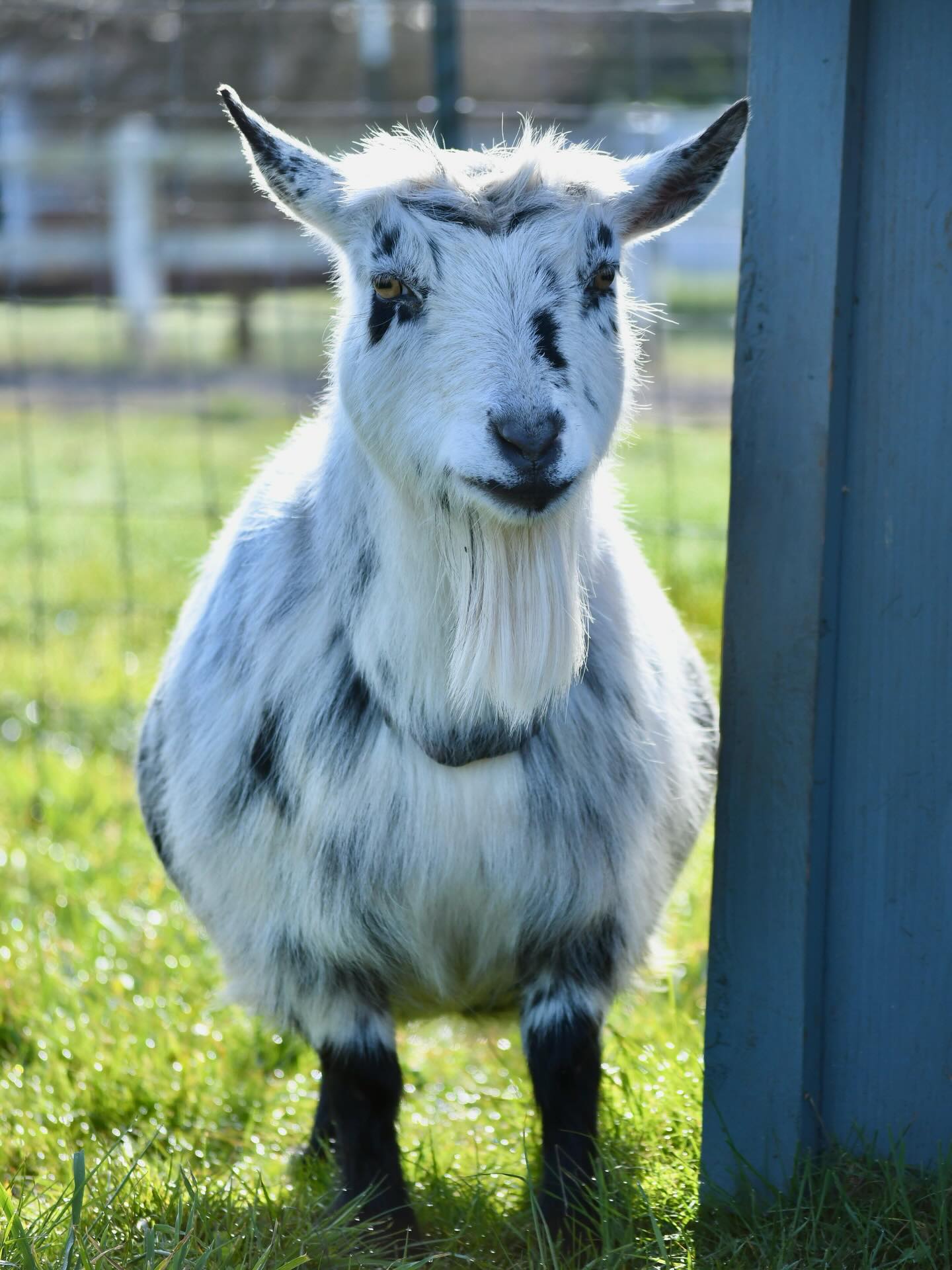 Dottie says Happy Friday, you made it through the week! 🤍
#adga #farmlife #homesteading #homestead #nigeriandwarfgoats