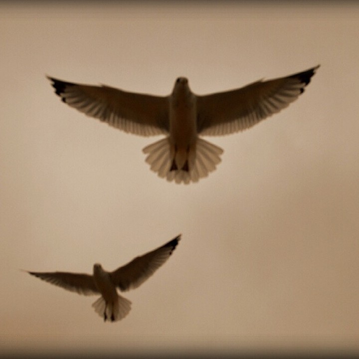 I have friends who are grieving the loss of a parent at the moment. The reality of grief is very different from how it appears from the outside... it's overwhelming and lonely and debilitating. Don't let people tell you to move on, you need people to acknowledge your pain and see your grief. Through grief we learn about the fragility of existence and the strength of the human spirit.
#funeralcelebrant
#celebrant
#grief
#griefjourney
#griefsupport